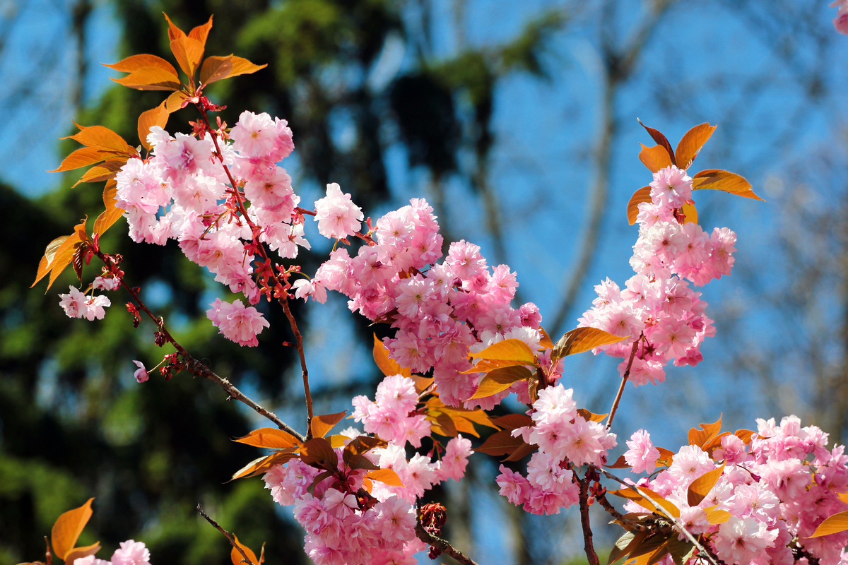 遮天红艳花如火飘絮白映实似棉什么意思