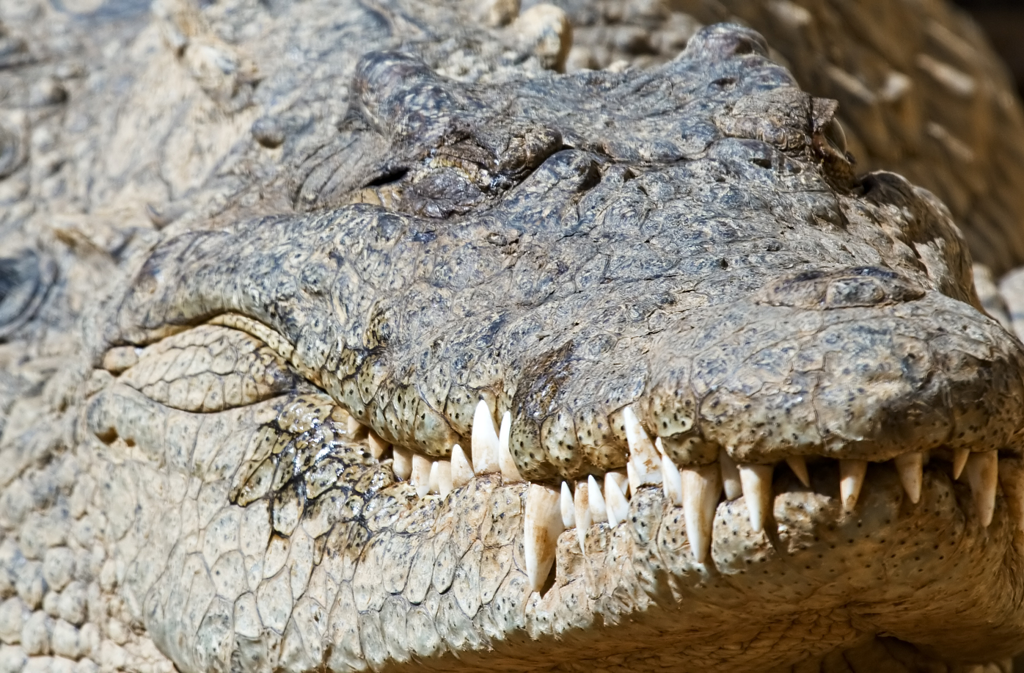 crocodile