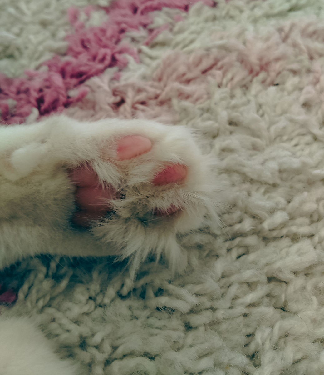 猫胃扩张的病因