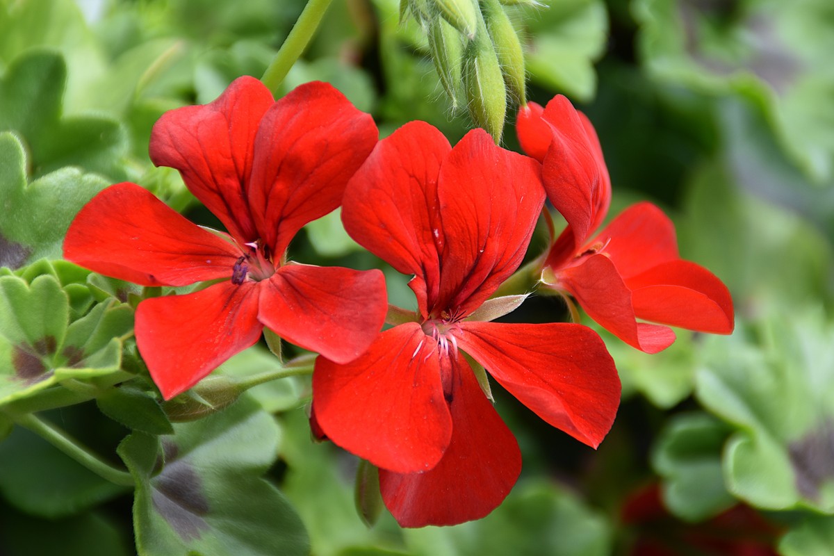 红色寓意大揭秘：从喜庆到危险，你不知道的红色文化！