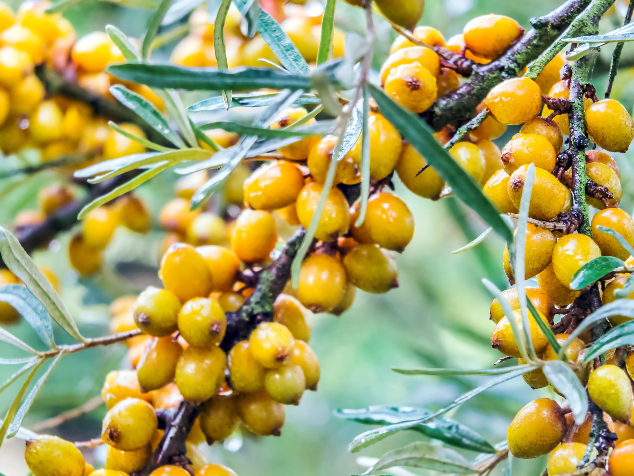 来50个鼎鑫沙棘籽油螺旋藻维生素E软胶囊的问题标题