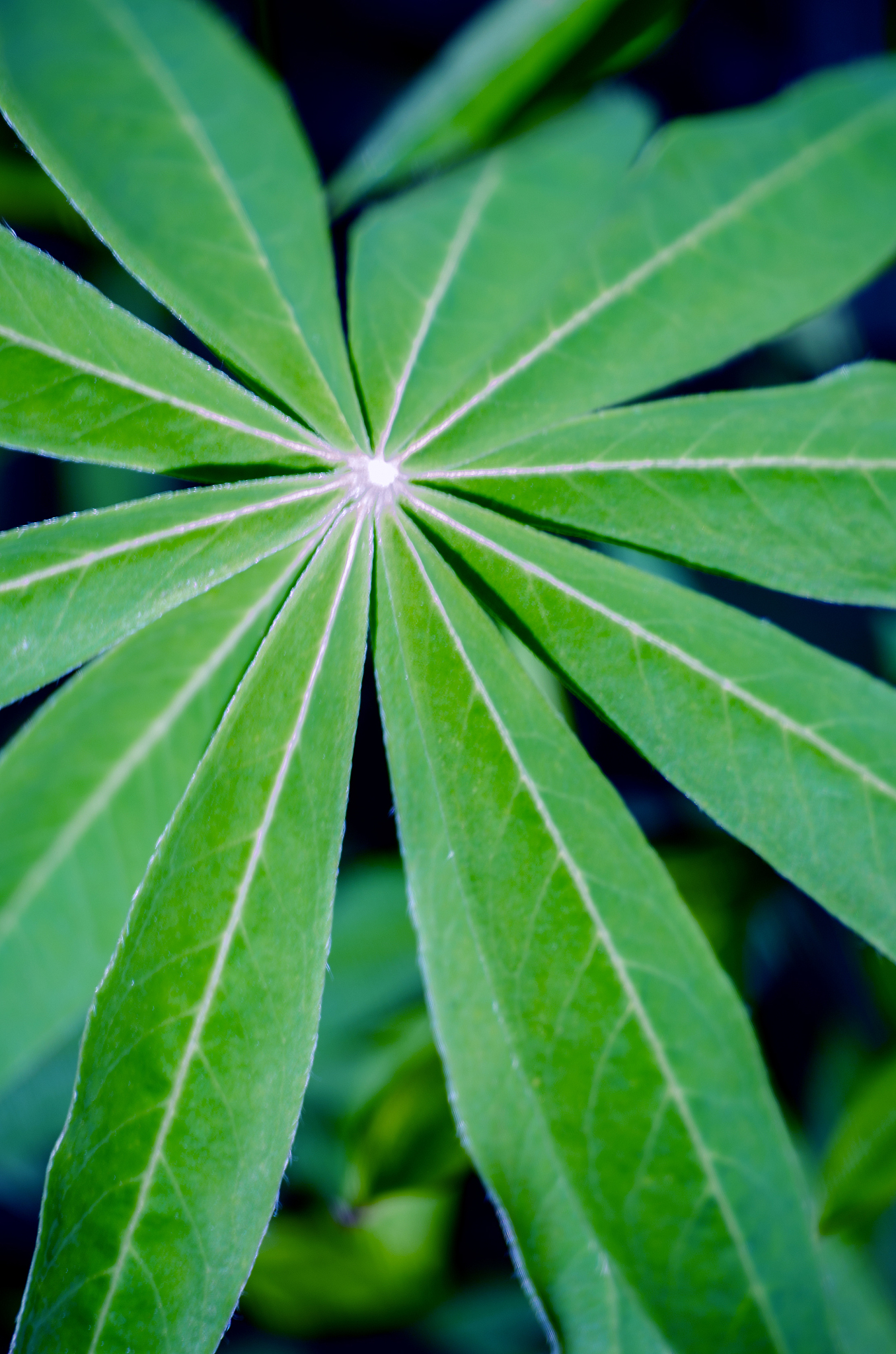 young green leaves close-up outdoor spring