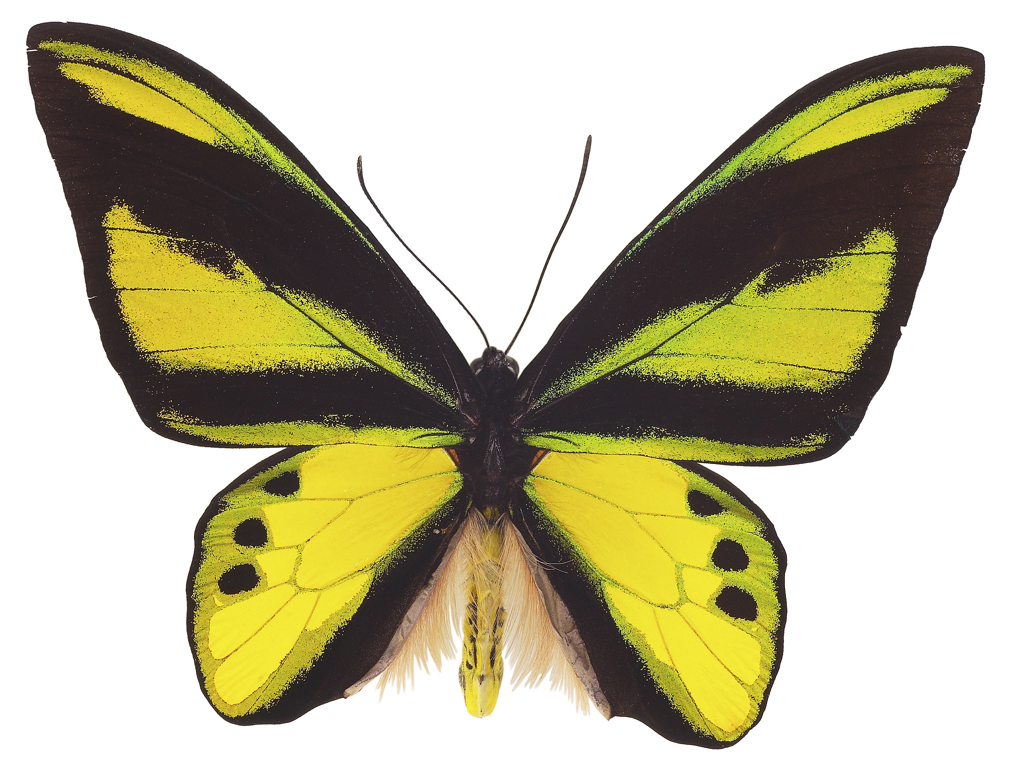 蝴蝶：美丽而神奇的昆虫 - 了解蝴蝶的生命周期和特征