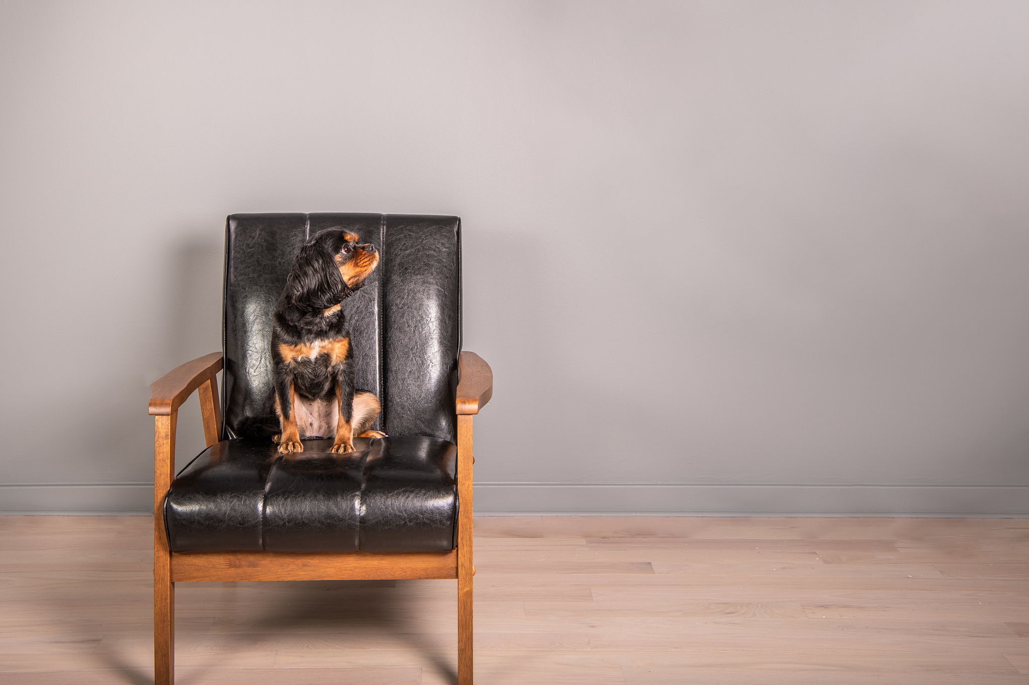 cavalier king charles spaniel sits in a black leather chair and 