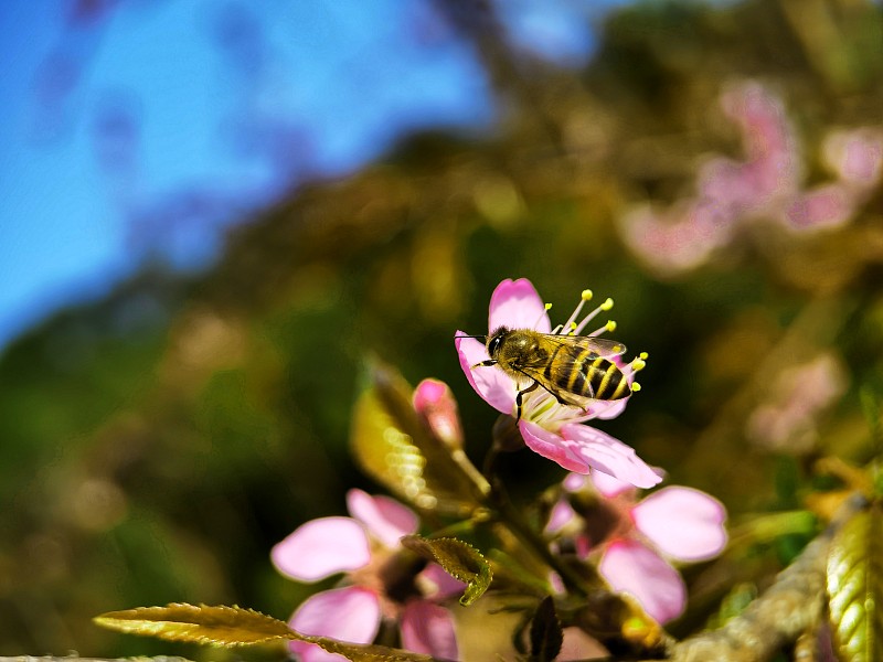 写一首与蜜蜂有关的爱情诗
