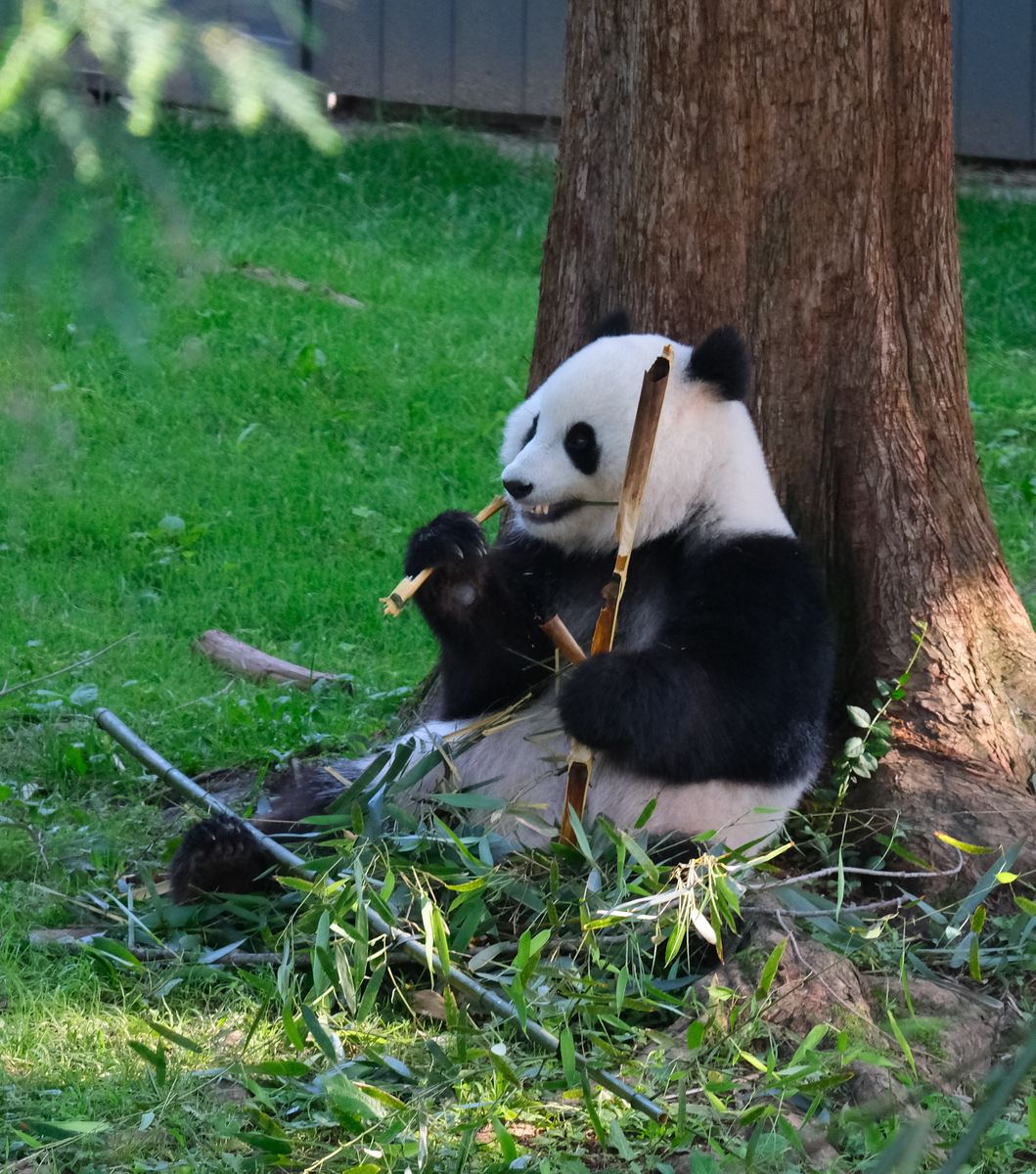 写一遍关于大熊猫的作文