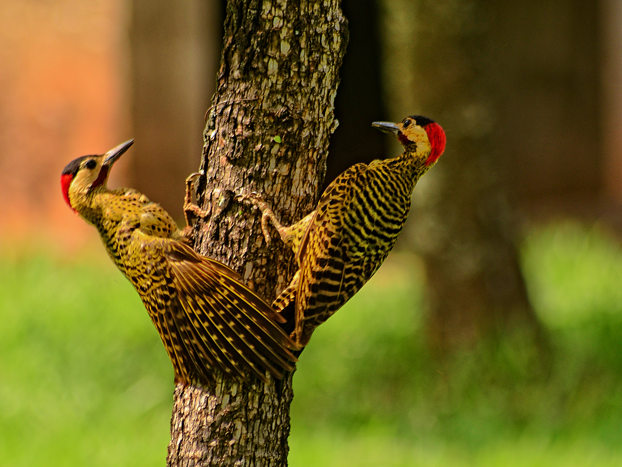 啄木鸟的舌头和蜥蜴的舌头哪个长？