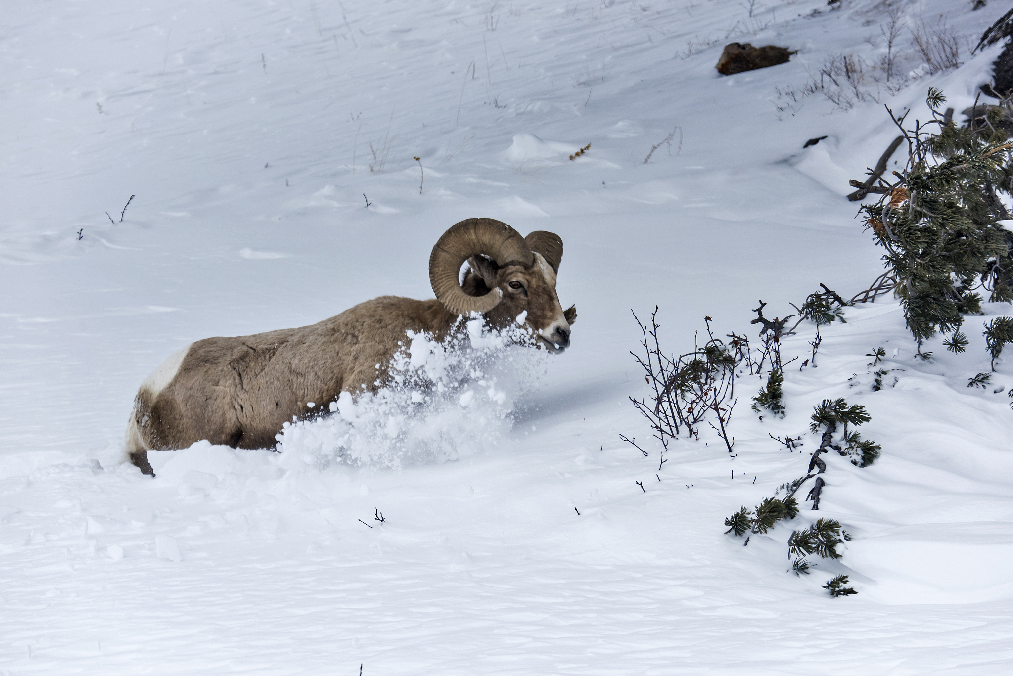 雪海冰山与生肖羊的关联：文化解读与象征意义
