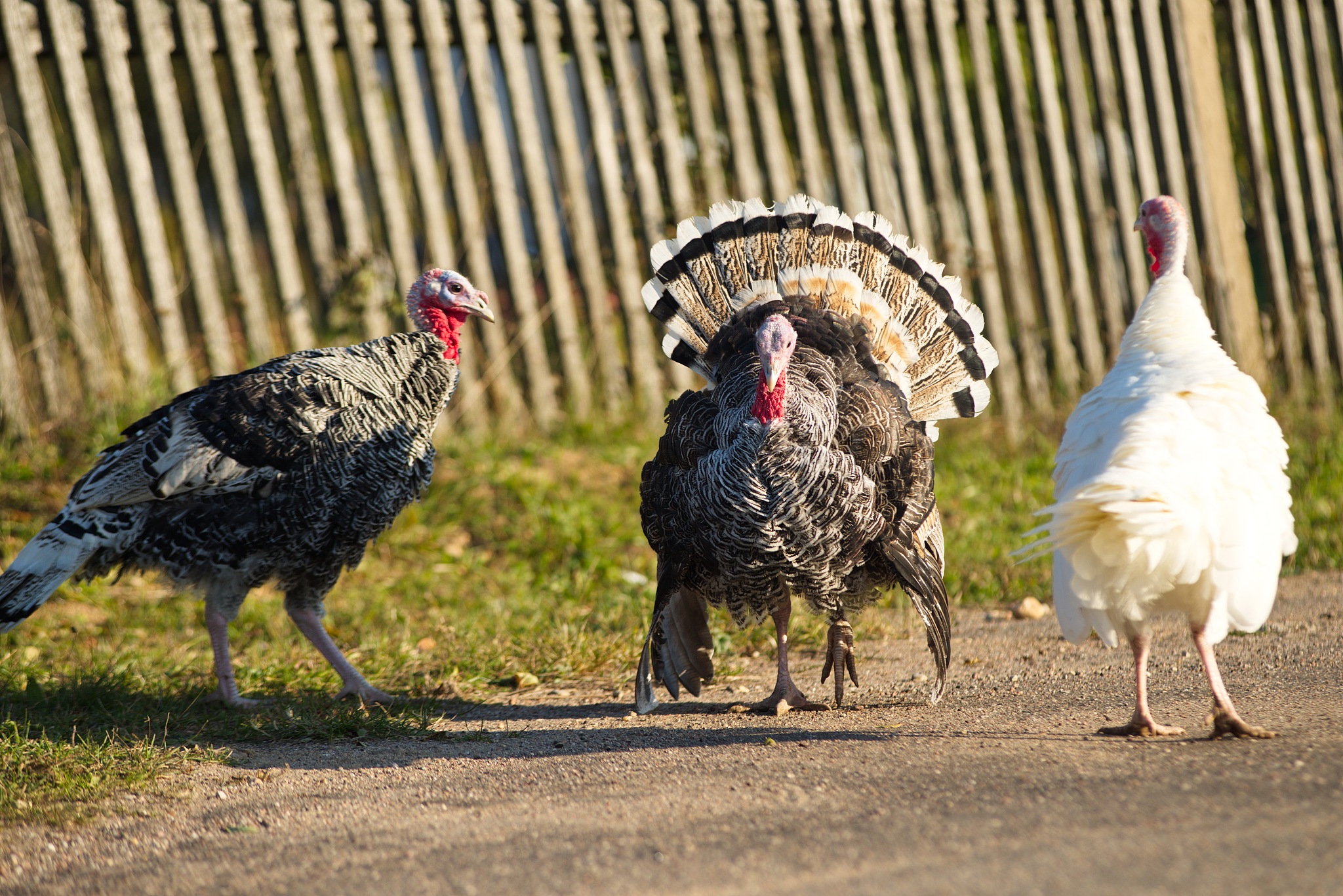 turkey bird