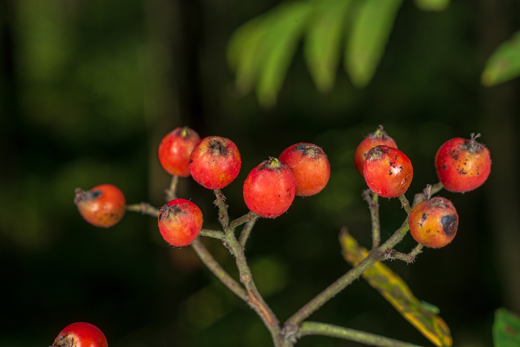 non specific nature forest bed details of foliage