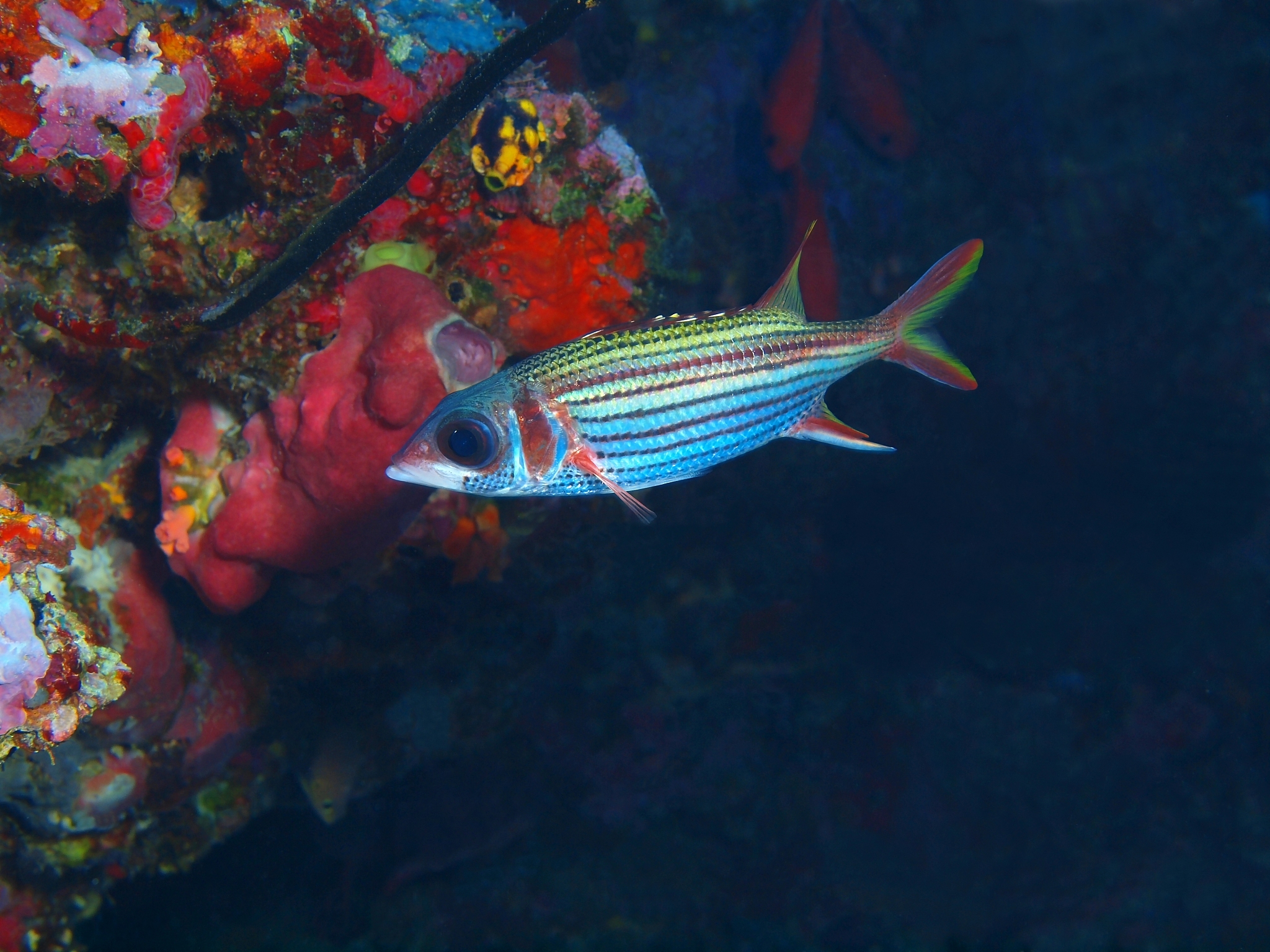 Fish Collection: A Comprehensive Guide to Different Species