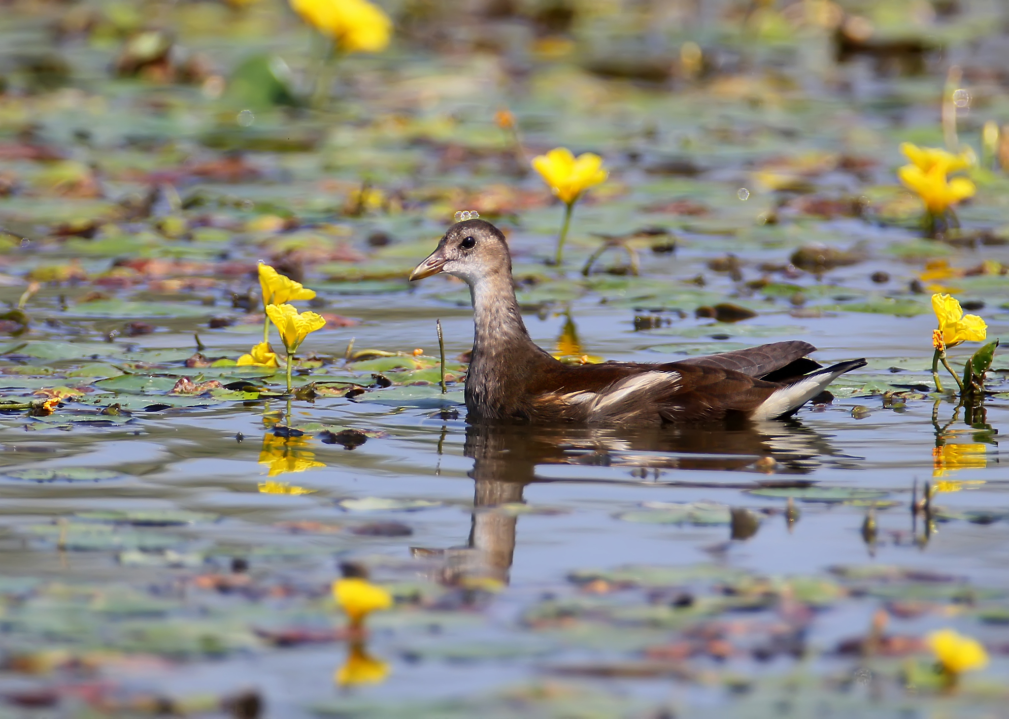 鸡内金泡水喝一次多少，