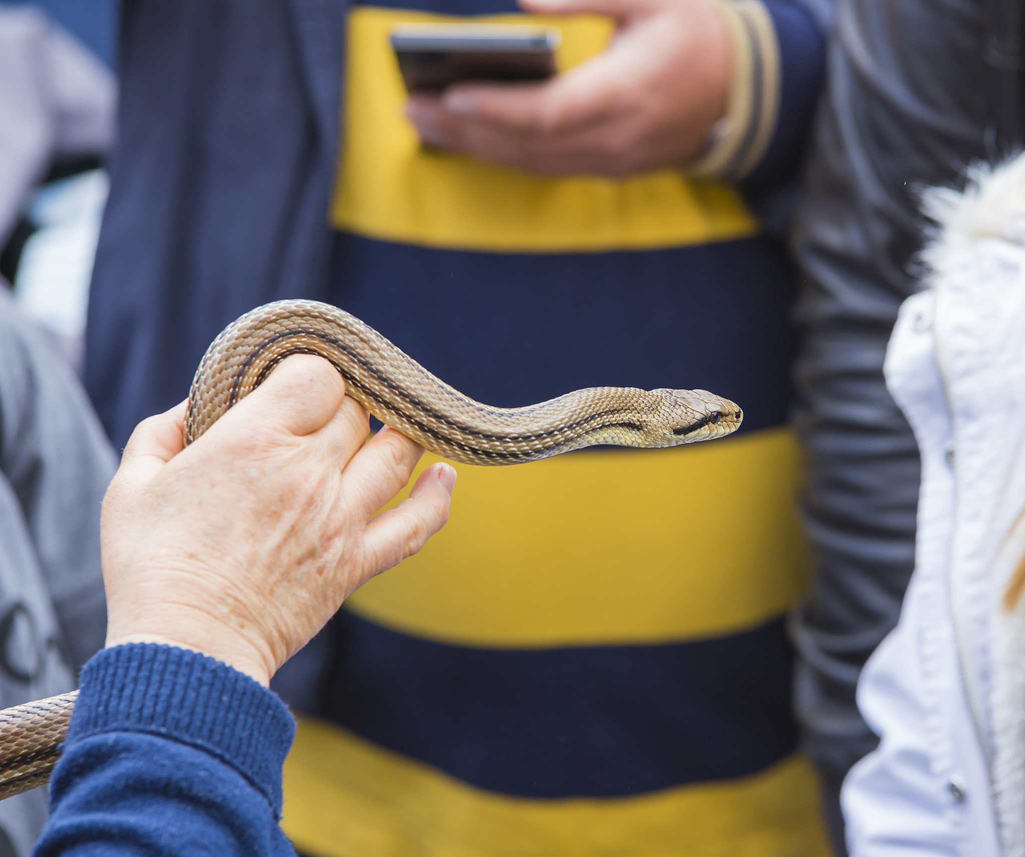 上班惊魂！电梯门口惊现小蛇！
