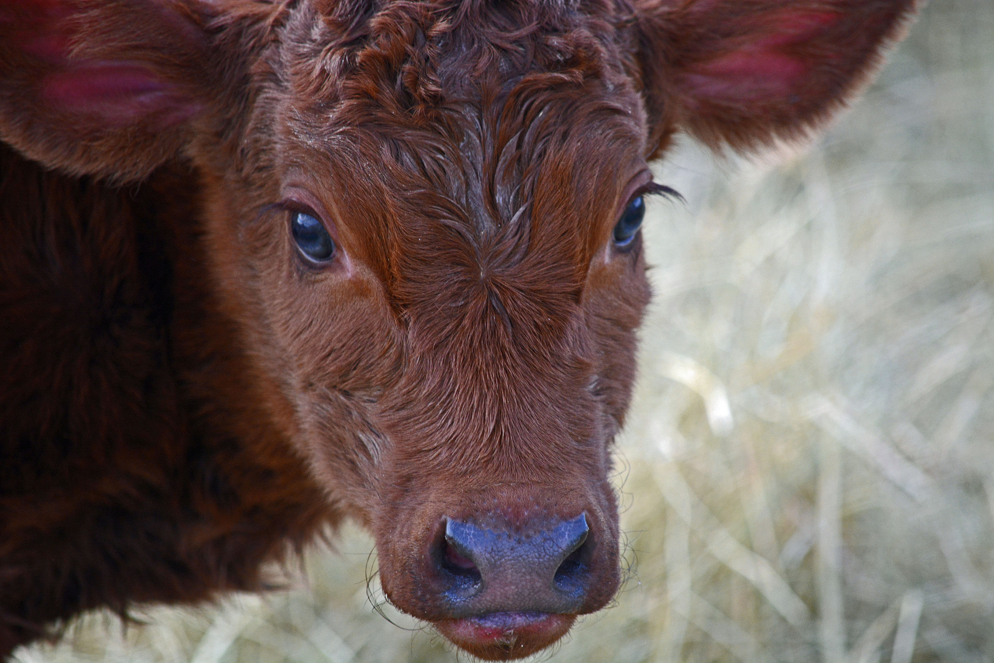 新生母牛饲养量预测 - 第t年