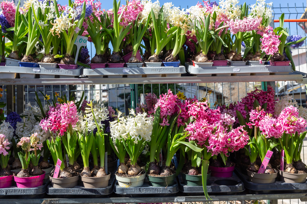 花店里的花被剪掉根部怎样运输水分和养分保持生长