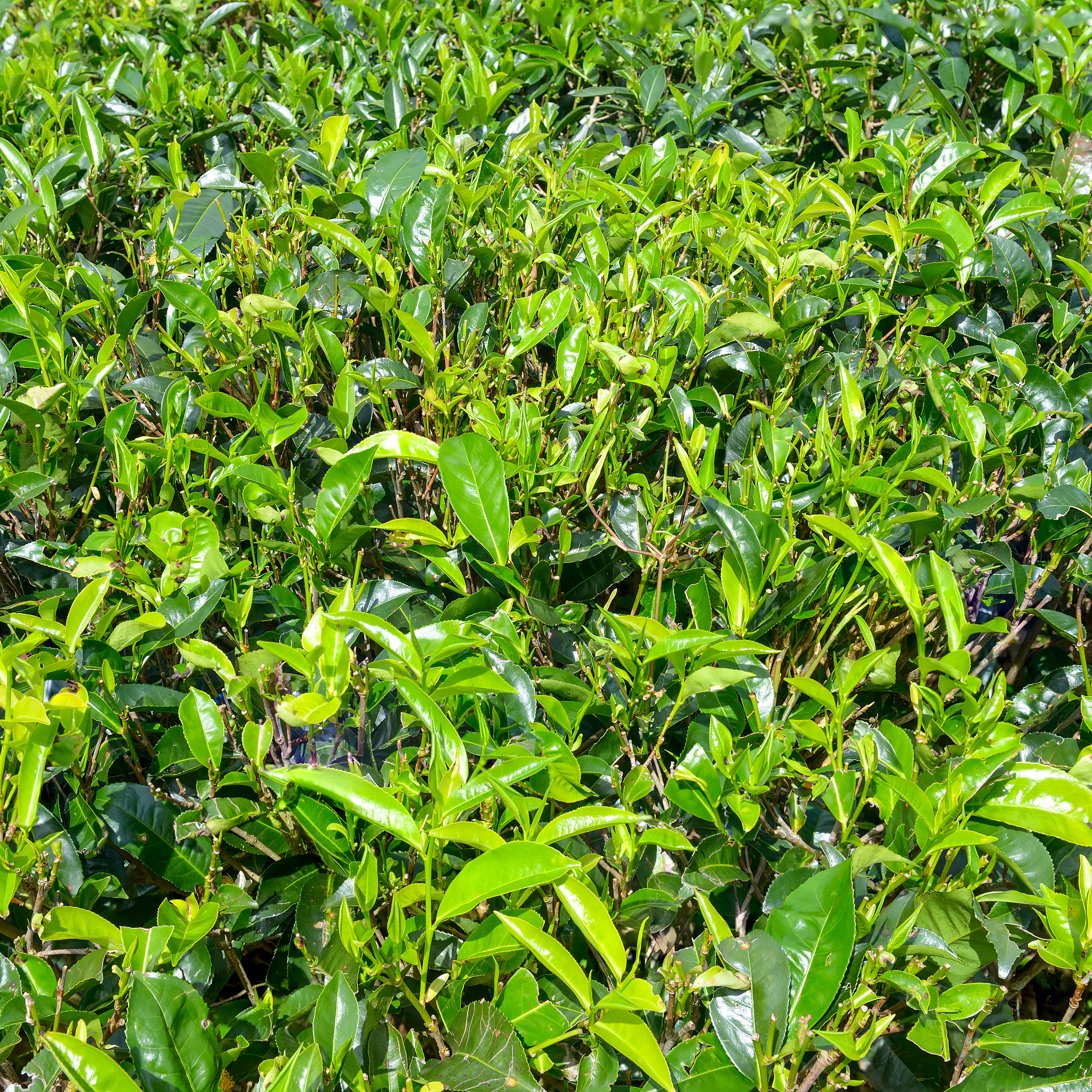 丁草胺除草剂对茶叶的影响及安全使用