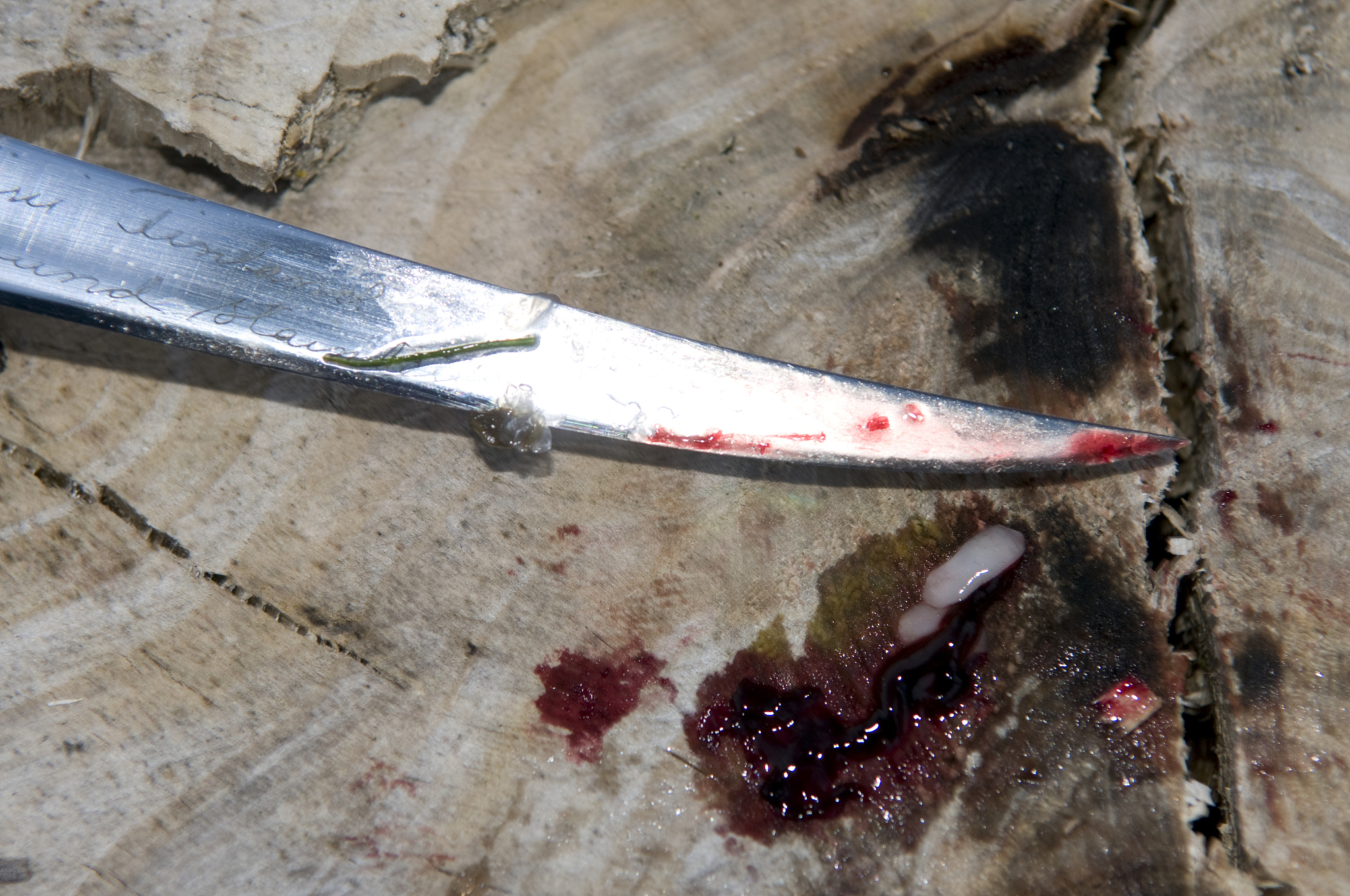 bloody knife, elevated view