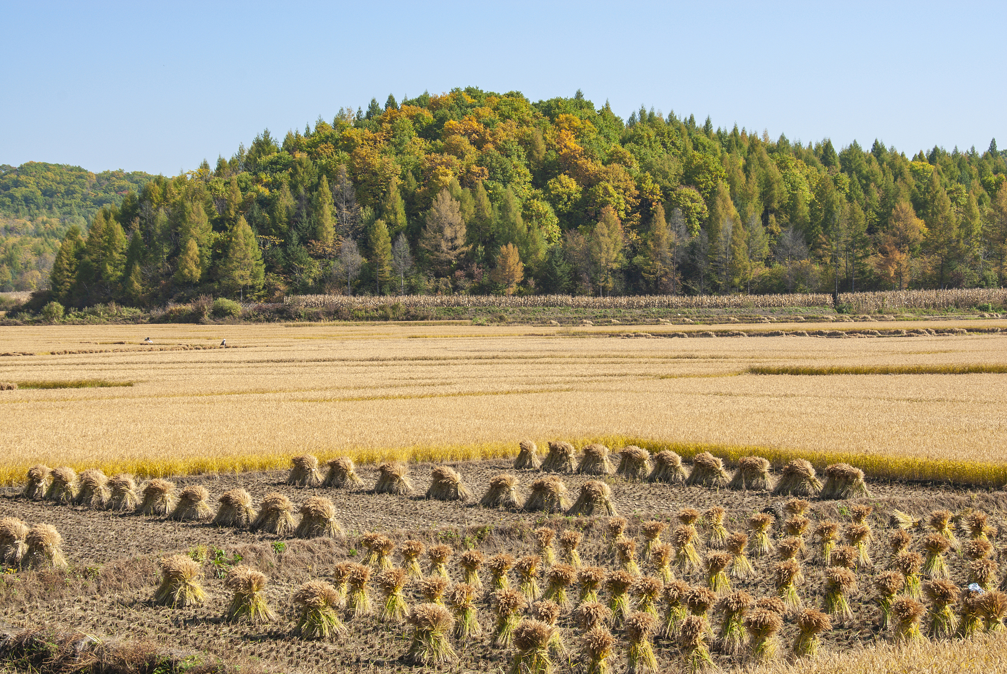 秋之颂：感受金秋的魅力与收获