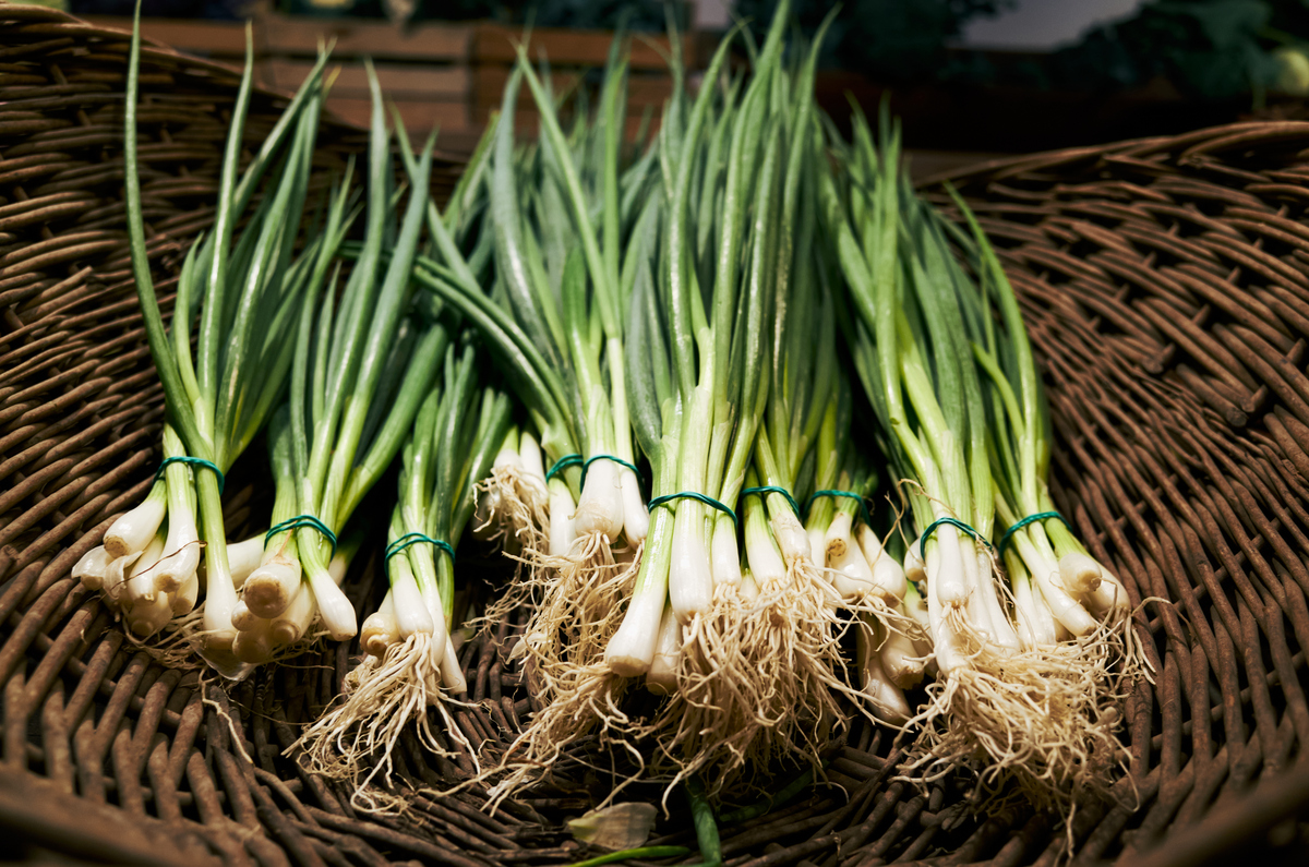 怎么种植葱花有什么注意事项1500字