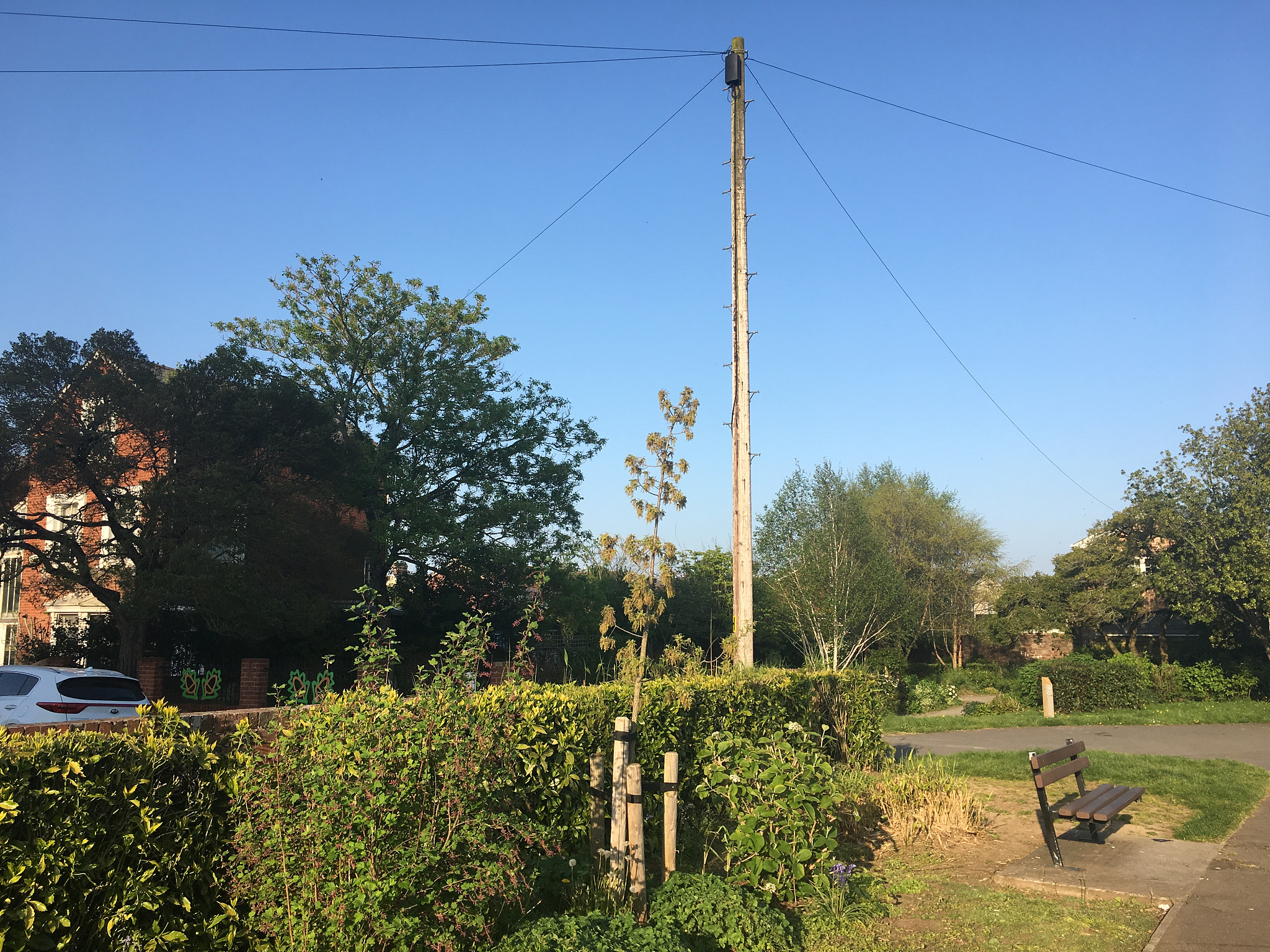 young lucombe oak tree in flower - may 2018