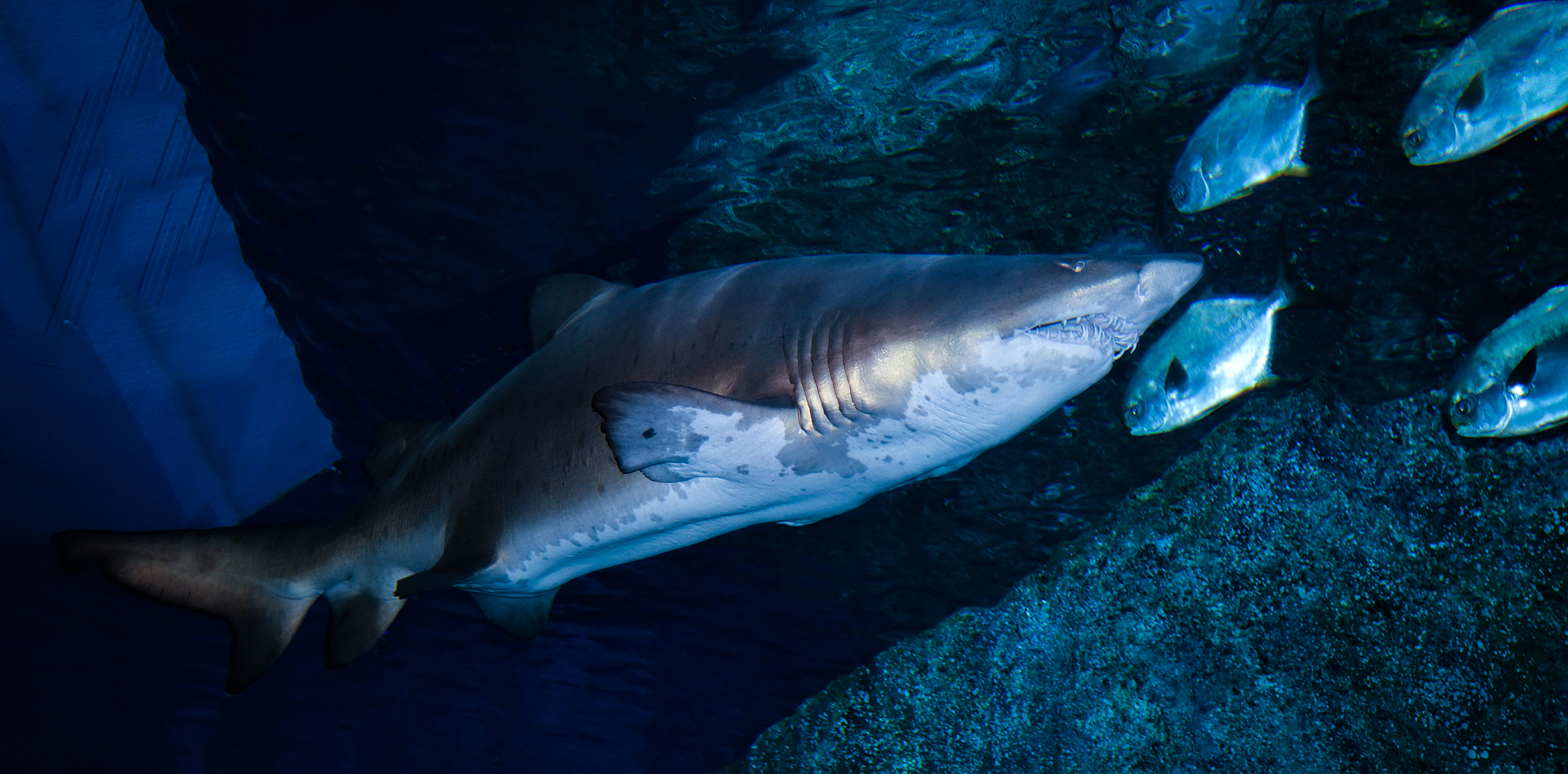 arge ragged tooth shark or sand tiger shark