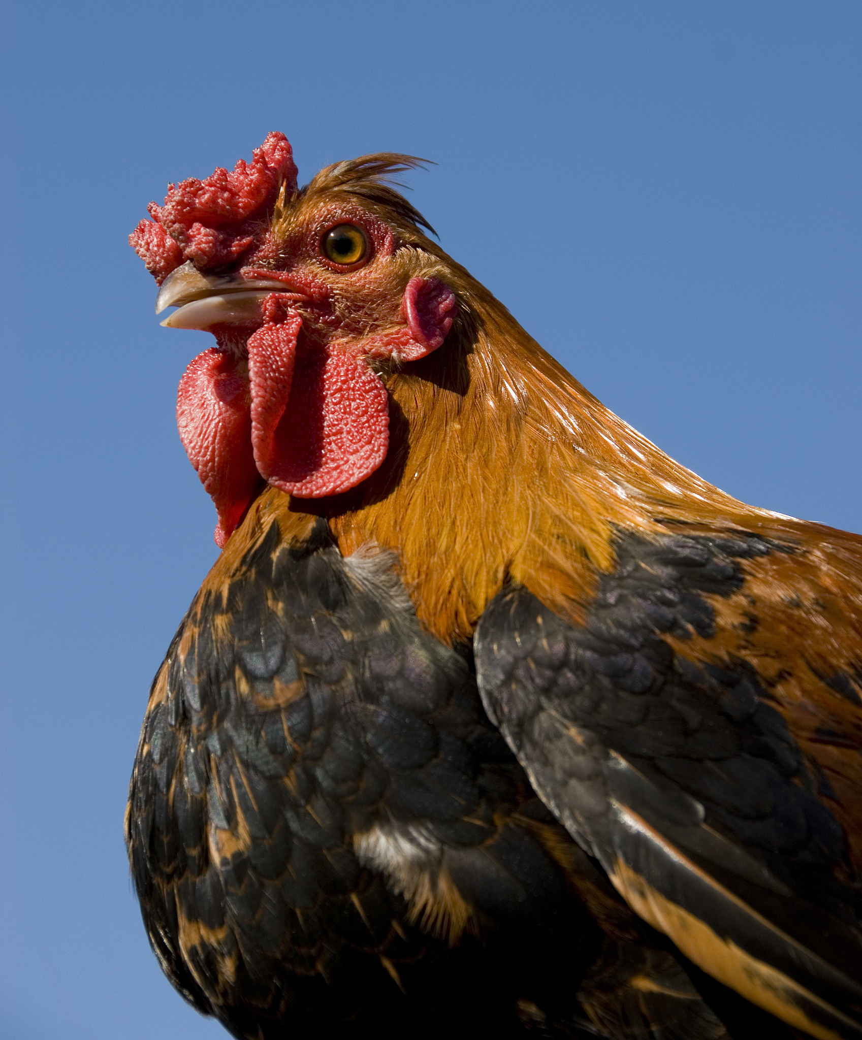 colorful chicken