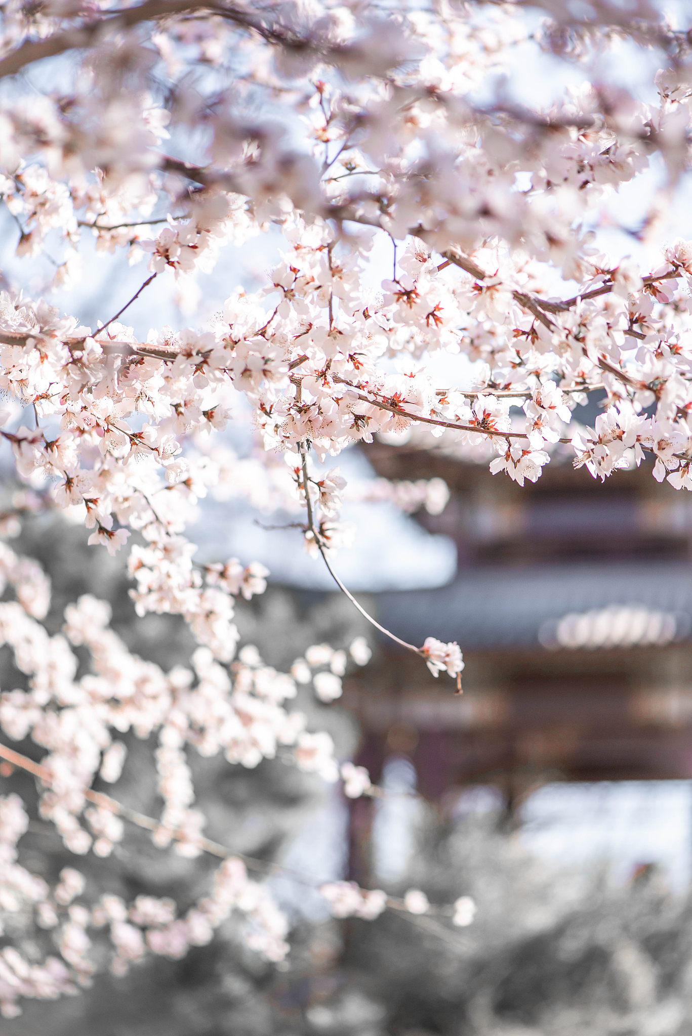 古代诗词中的樱花意境：赏析经典诗句