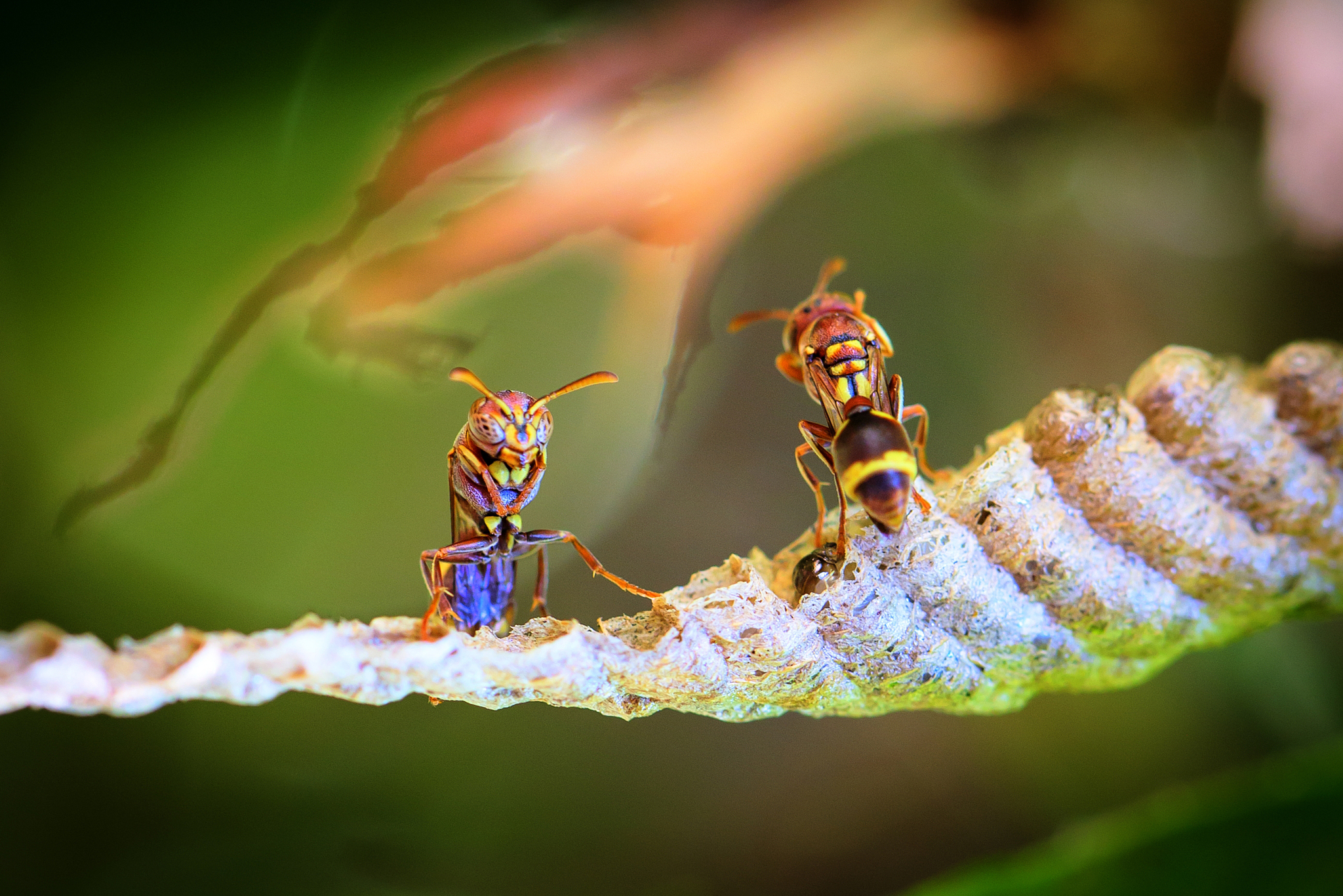 kung-fu wasps