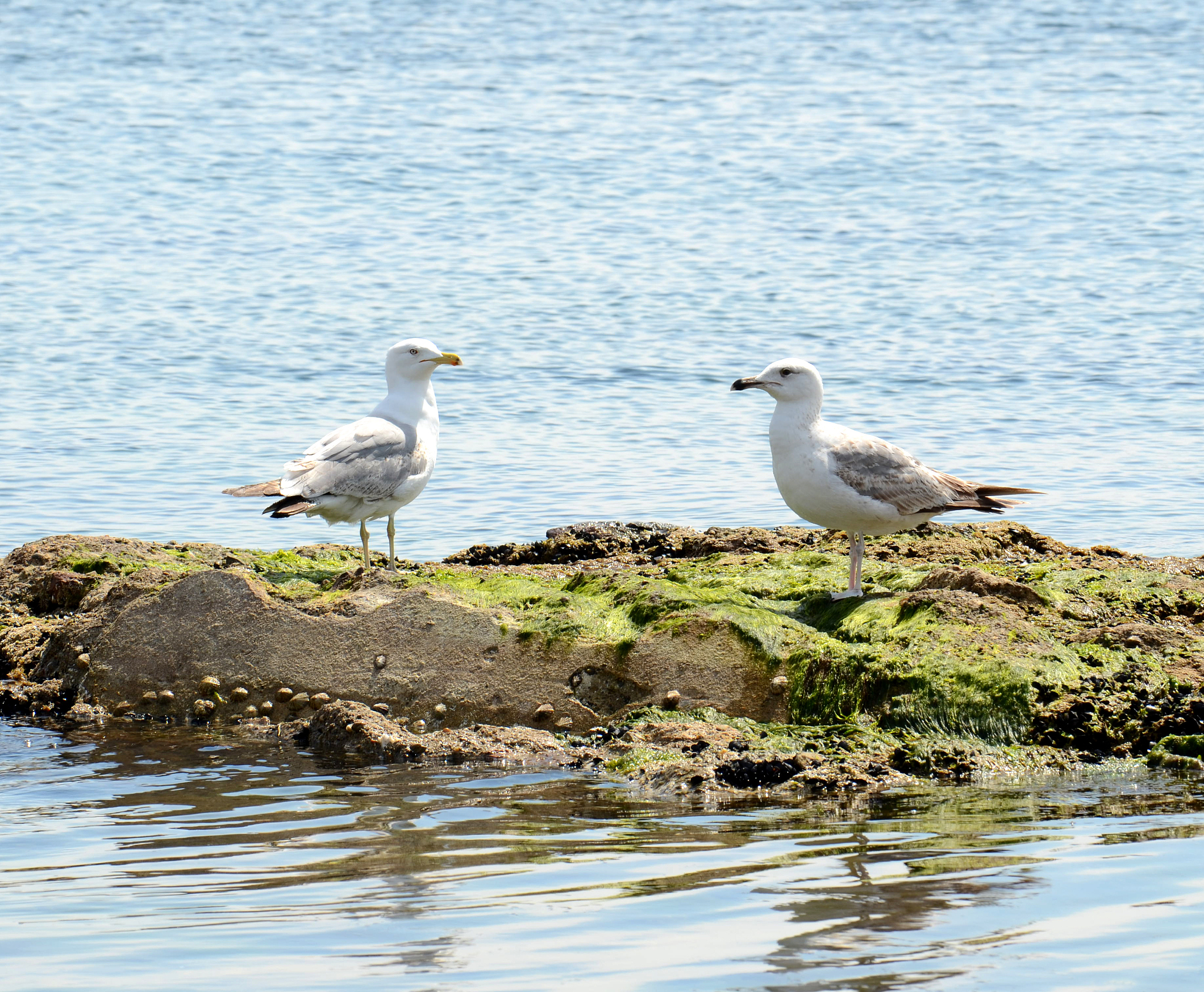 1688购物指南：详细步骤，安全可靠买好货