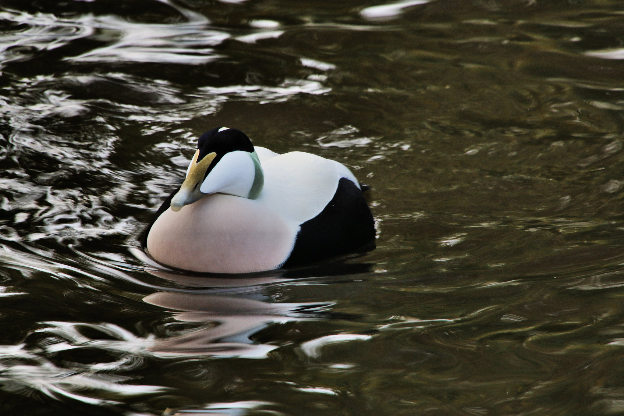 a picture of an eider duck