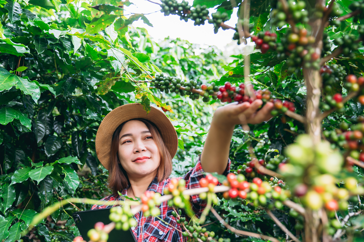 长沙哪里可以摘桑葚？周边采摘攻略！