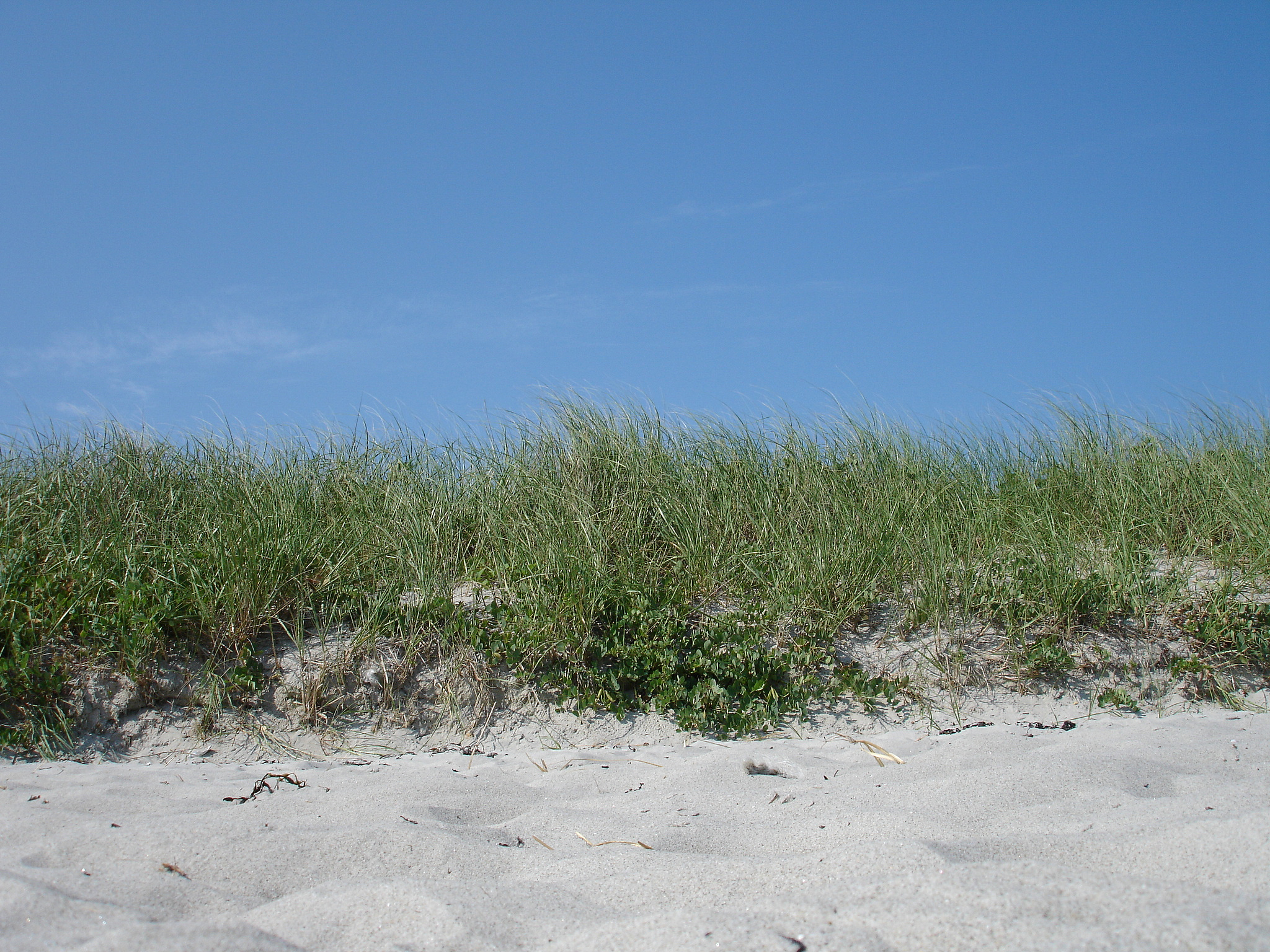 beach dune grass