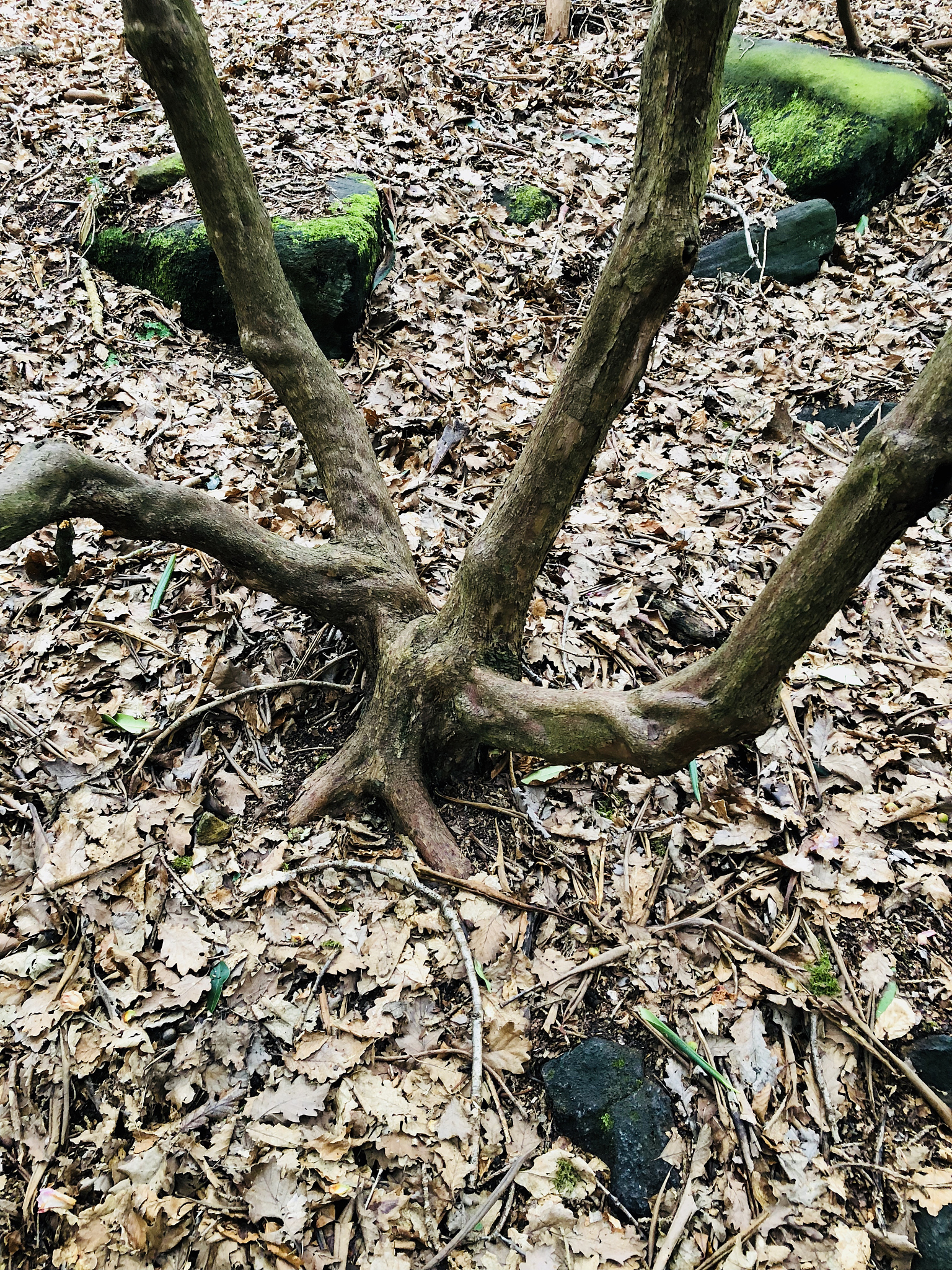 桂花树干枯掉叶怎么救400字