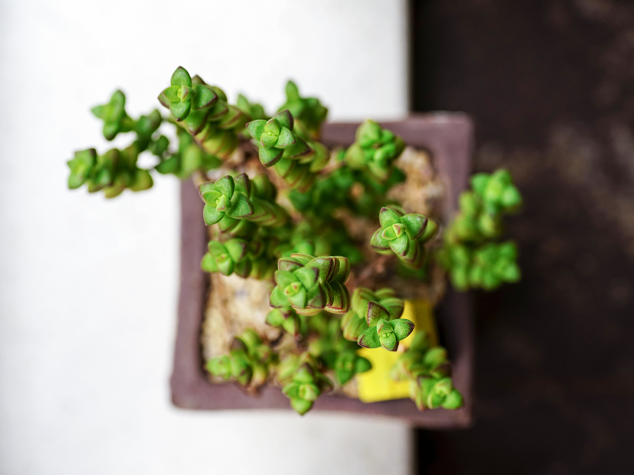 多肉植物能淋雨水吗？烂根了怎么回事400字