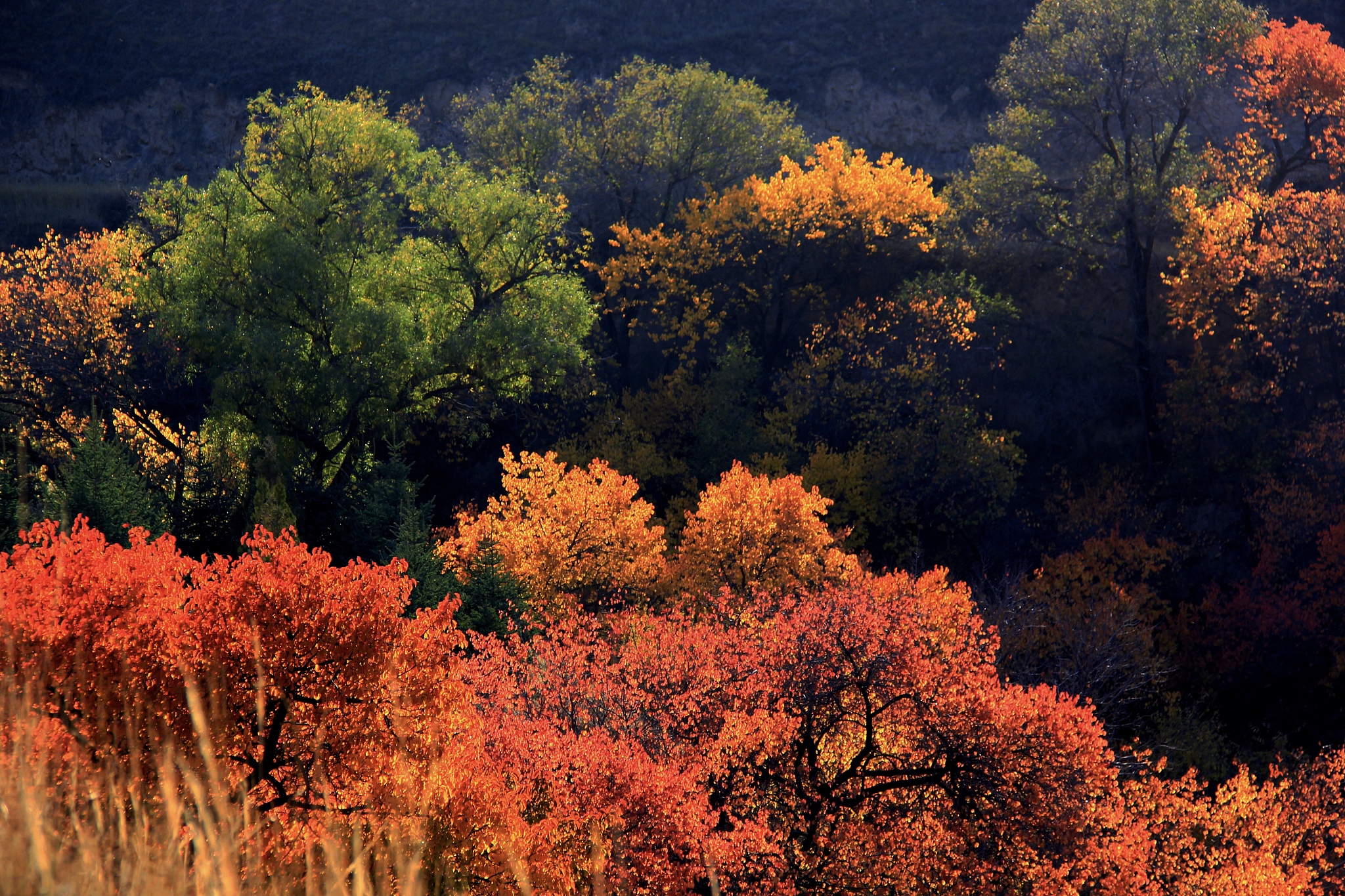 描述一段秋天的风景