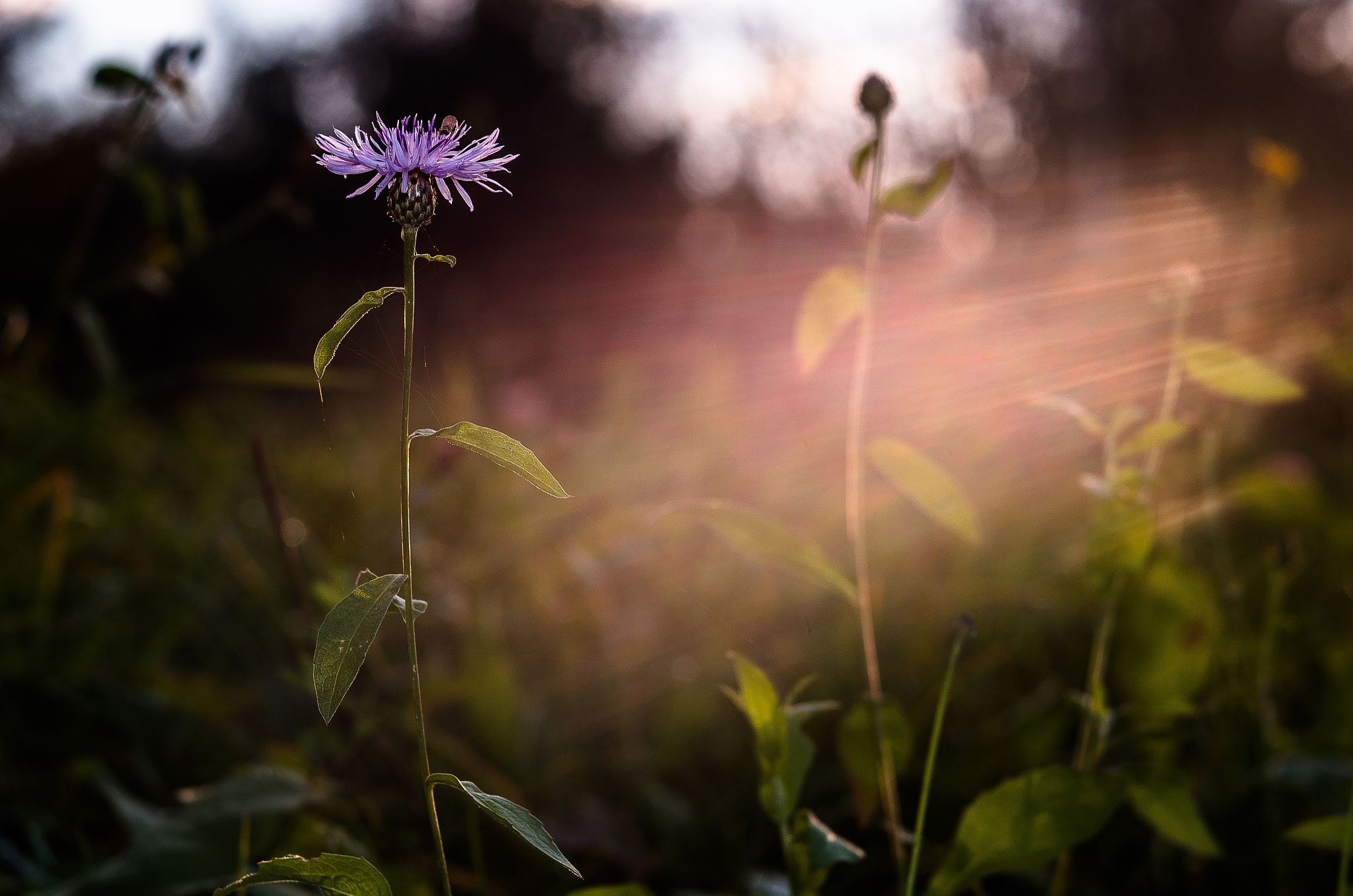 翻译成白话文： 词以自然为宗但自然不从追琢中来便率易无味。如所云绚烂之极仍归平淡……若《无住词》之杏花疏影里吹笛到天明。