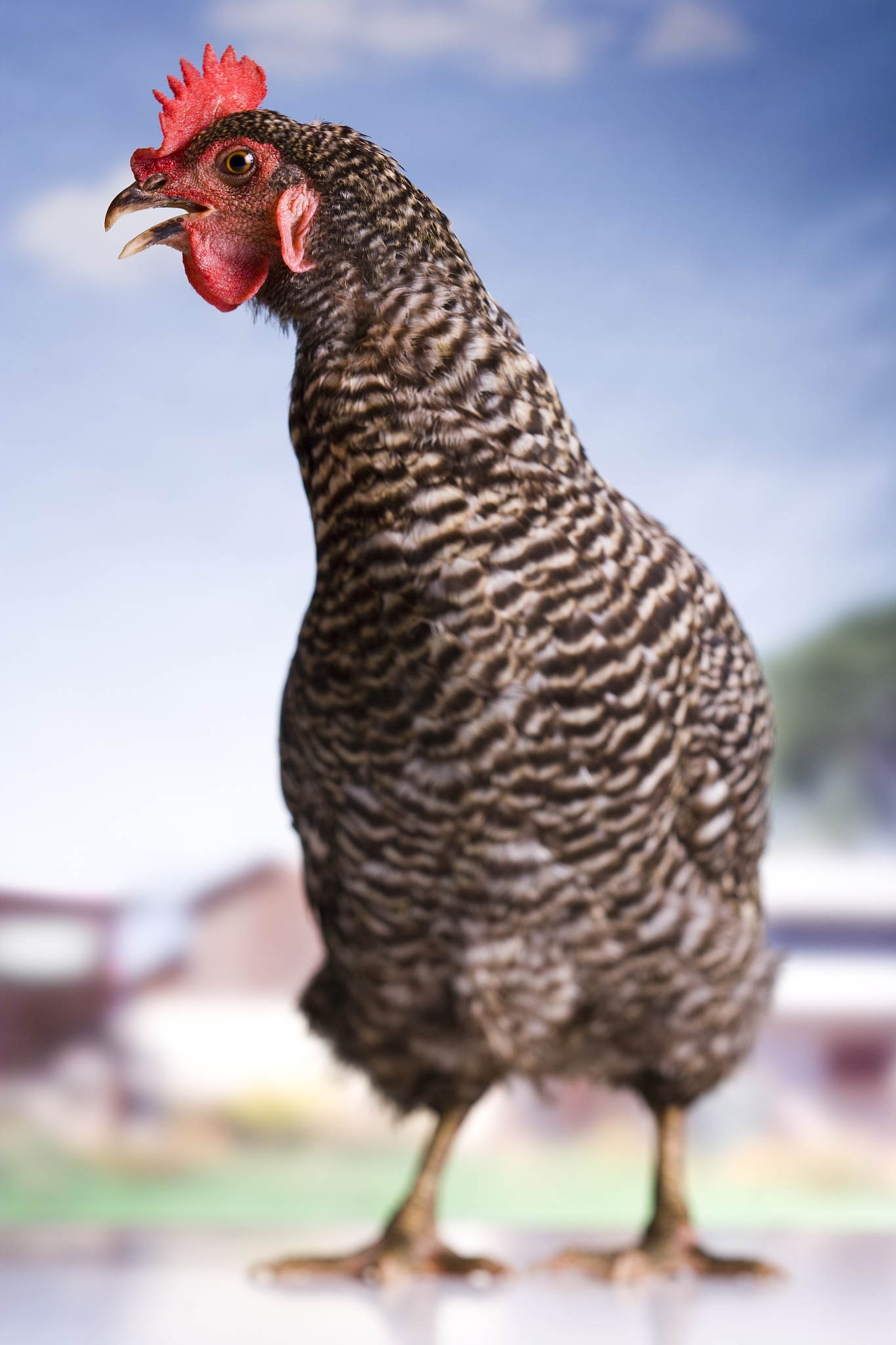chicken