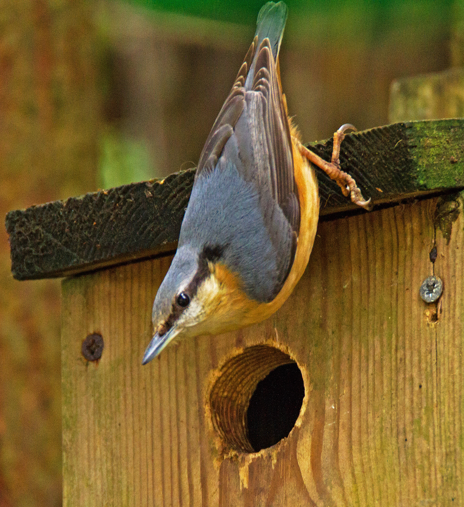 鸭嘴兽的5个神奇之处：探索澳大利亚的奇特生物