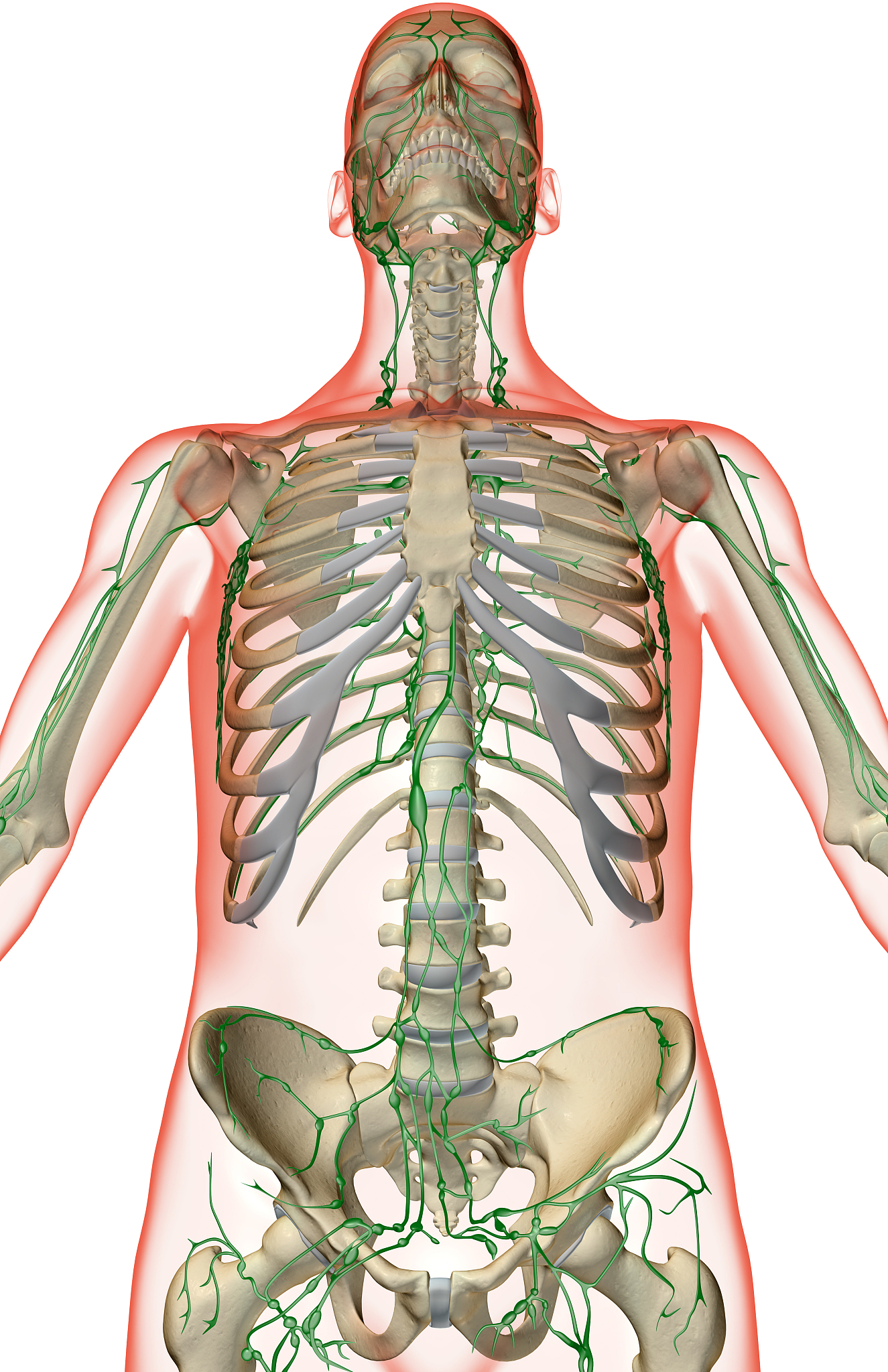 锁骨上区淋巴结属于颈部III区、IV区还是V区淋巴结