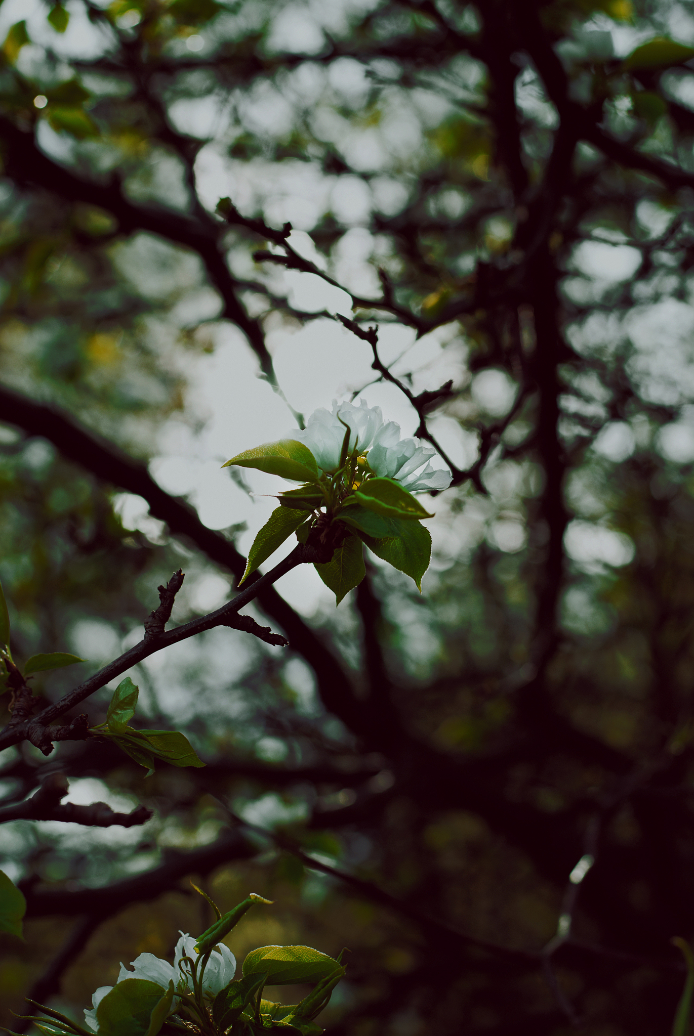 梅花落叶被蜘蛛丝牵引旋转，古人如何形容？