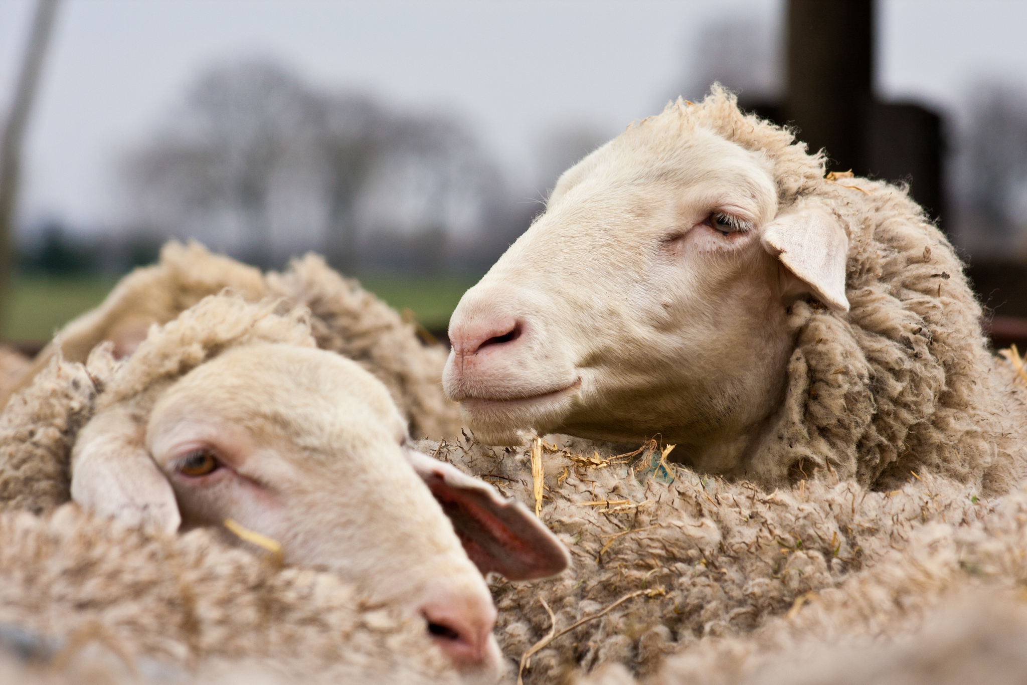 Sheep: A Detailed Look at This Domesticated Animal