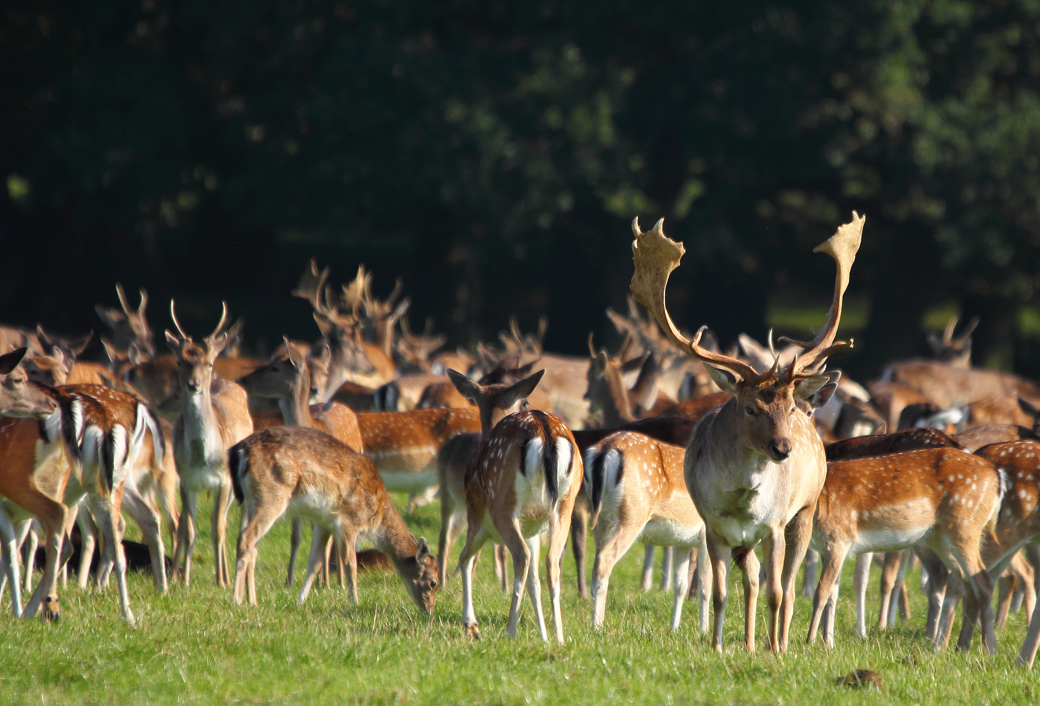 herd of deer in unesco world heritage jgersborg dyrehave