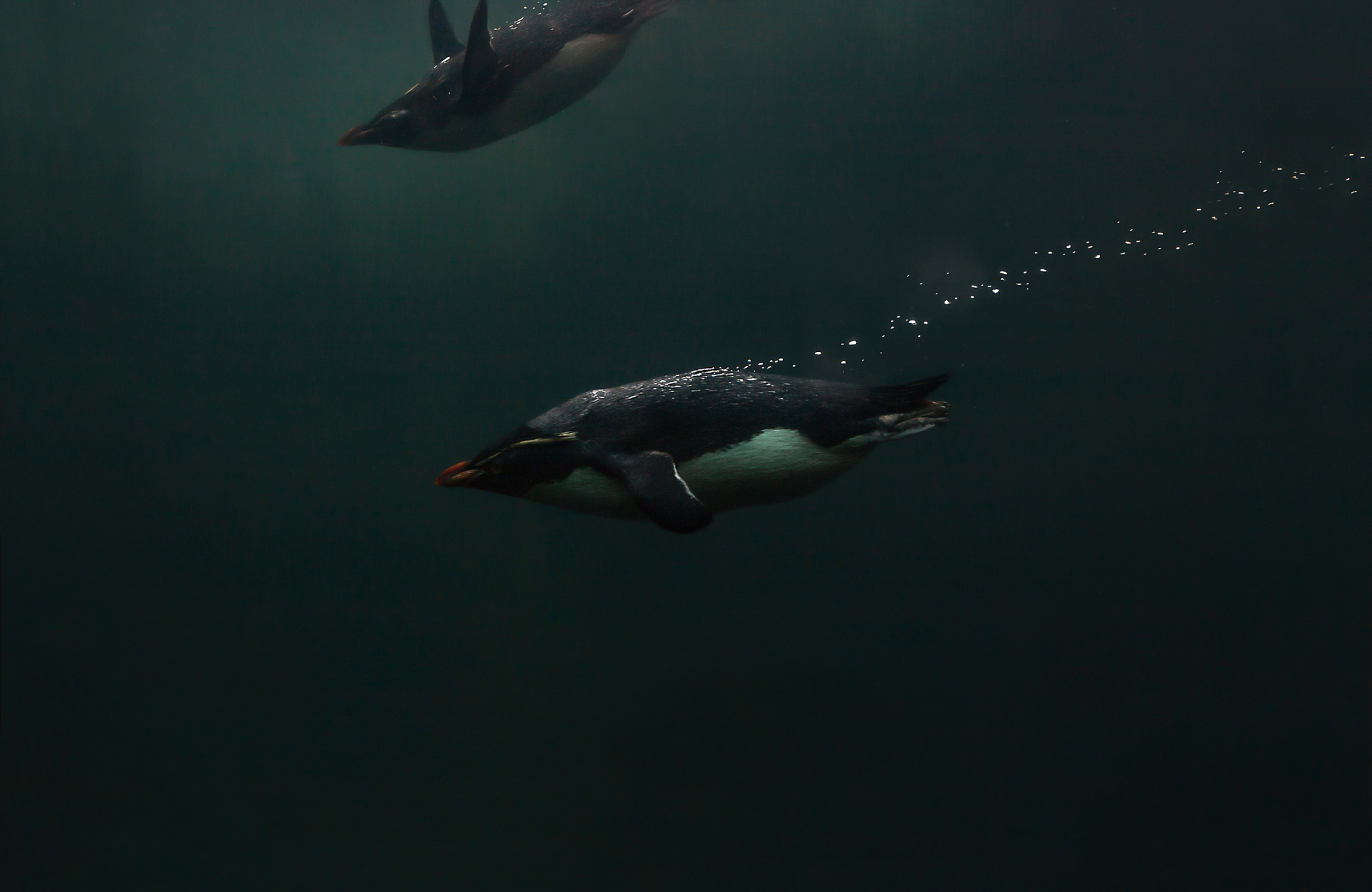 帮我描绘一只吊