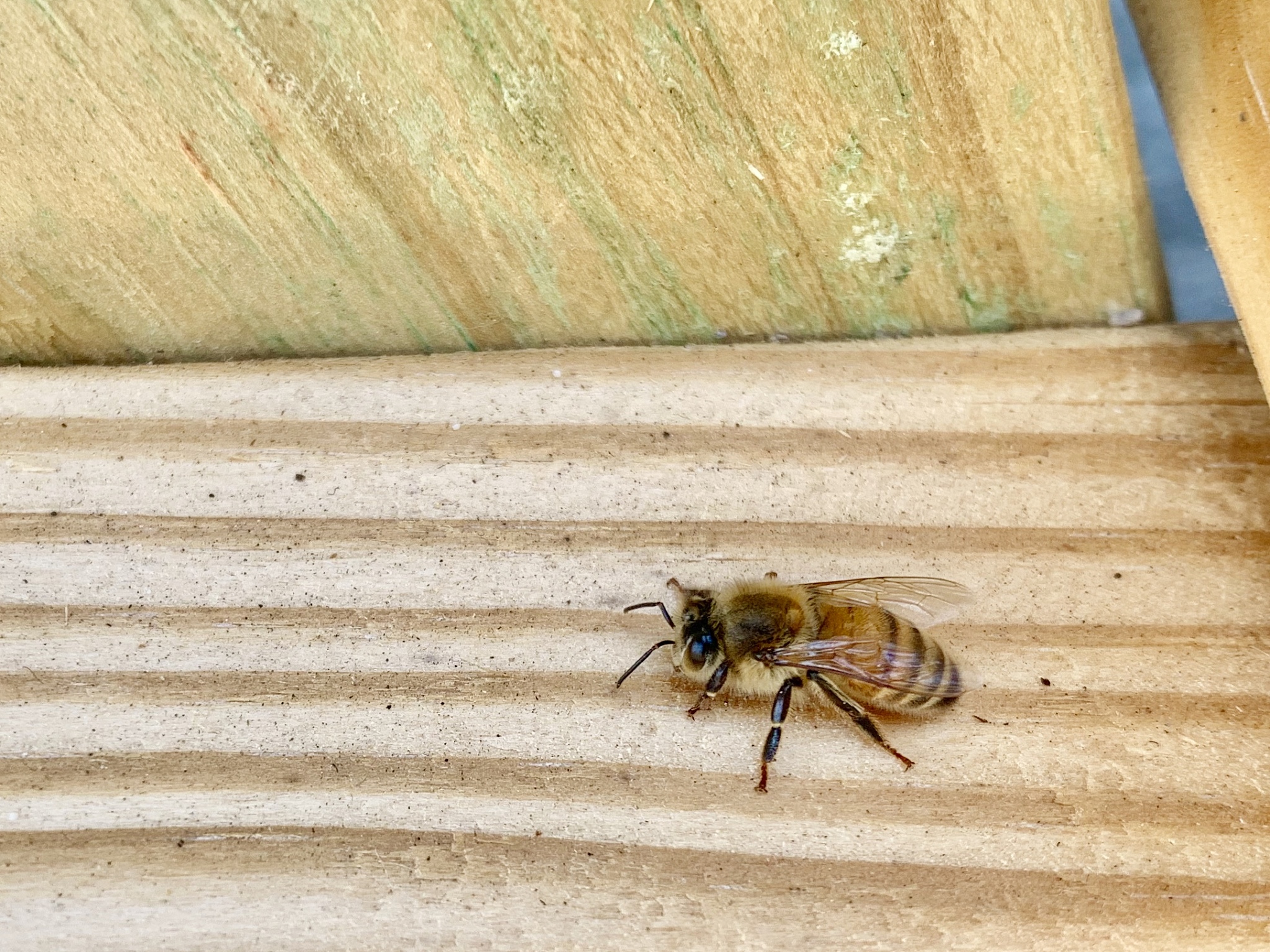 迷你Dayz 手游更新日志 - 最新版本更新内容一览