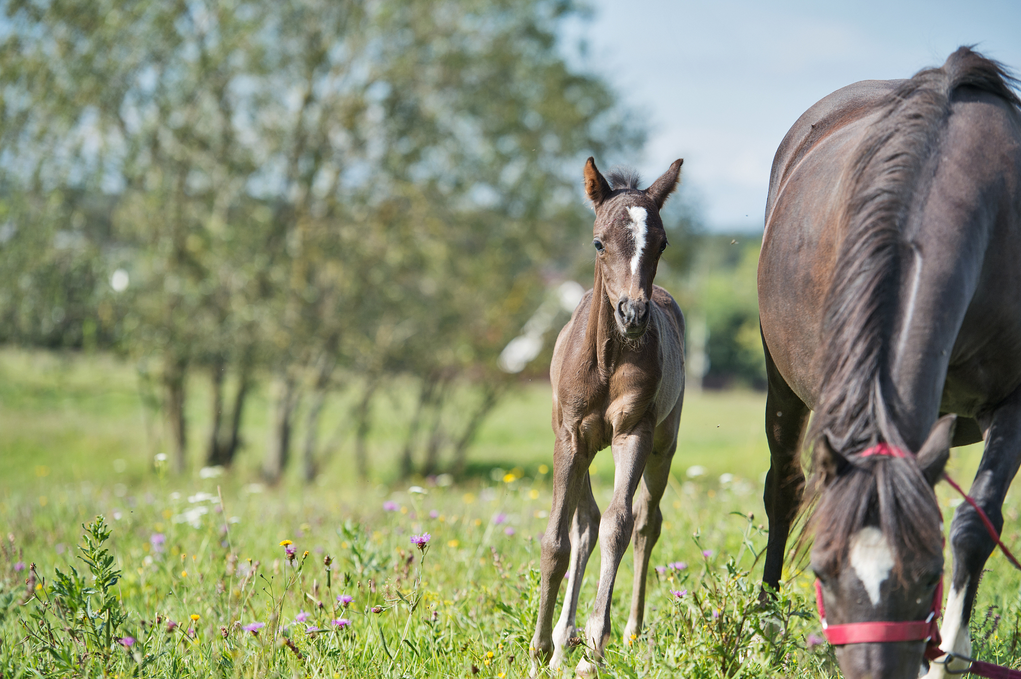 horses standing on land against sky