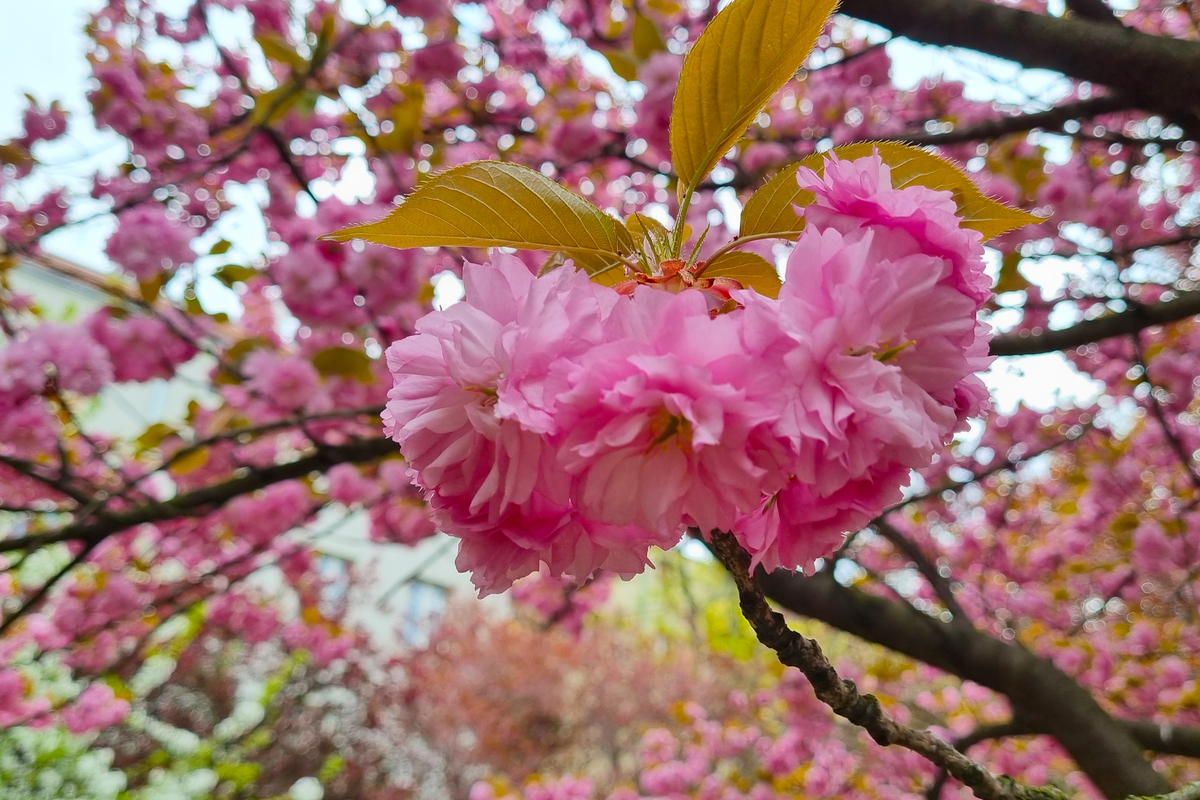 写一段普陀山春天花开有关的散文