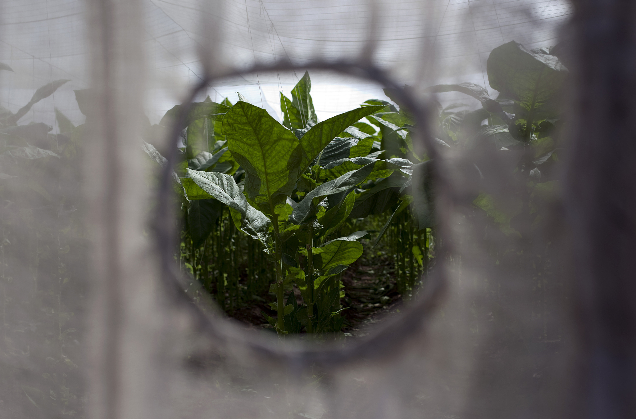 2020中国烟草总公司青州中等专业学校招生专业及相关信息