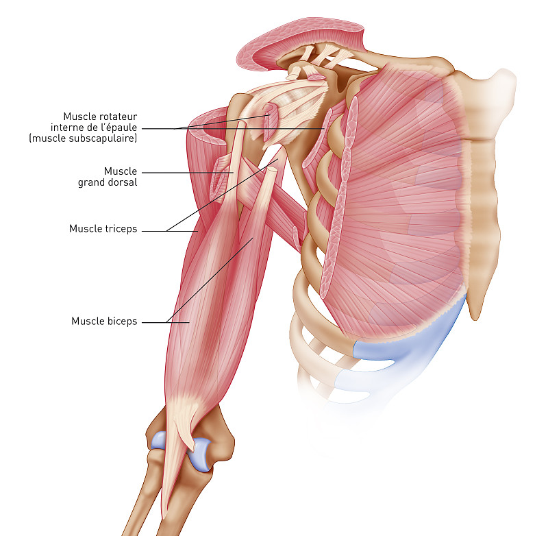 肩部肌腱炎：涉及哪两条肌腱？