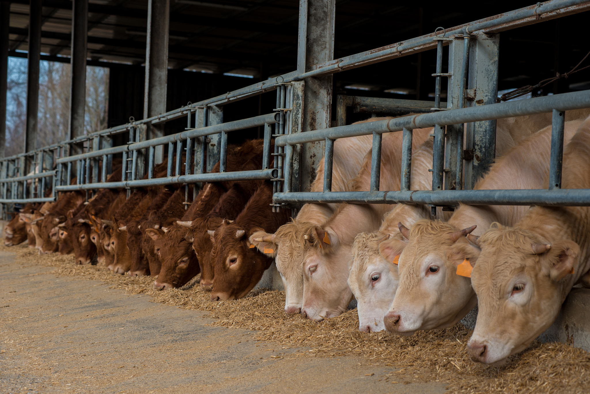 重庆市开州区巨龙中等职业技术学校特种动物养殖专业涉及哪些课程