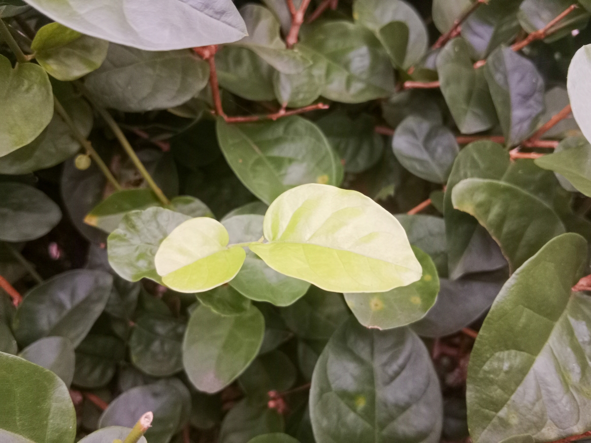 茶花叶子一碰就掉怎么补救1510字